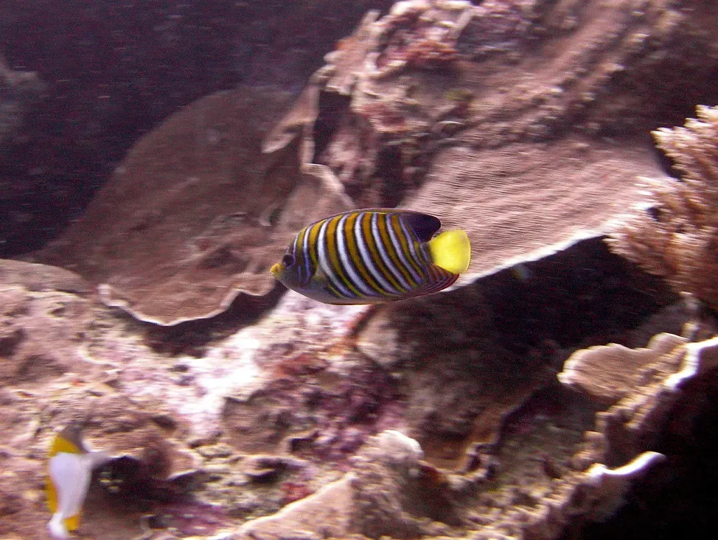 Regal angelfish swimming past mounding coral heads on the reef — Bunaken Timur, Bunaken