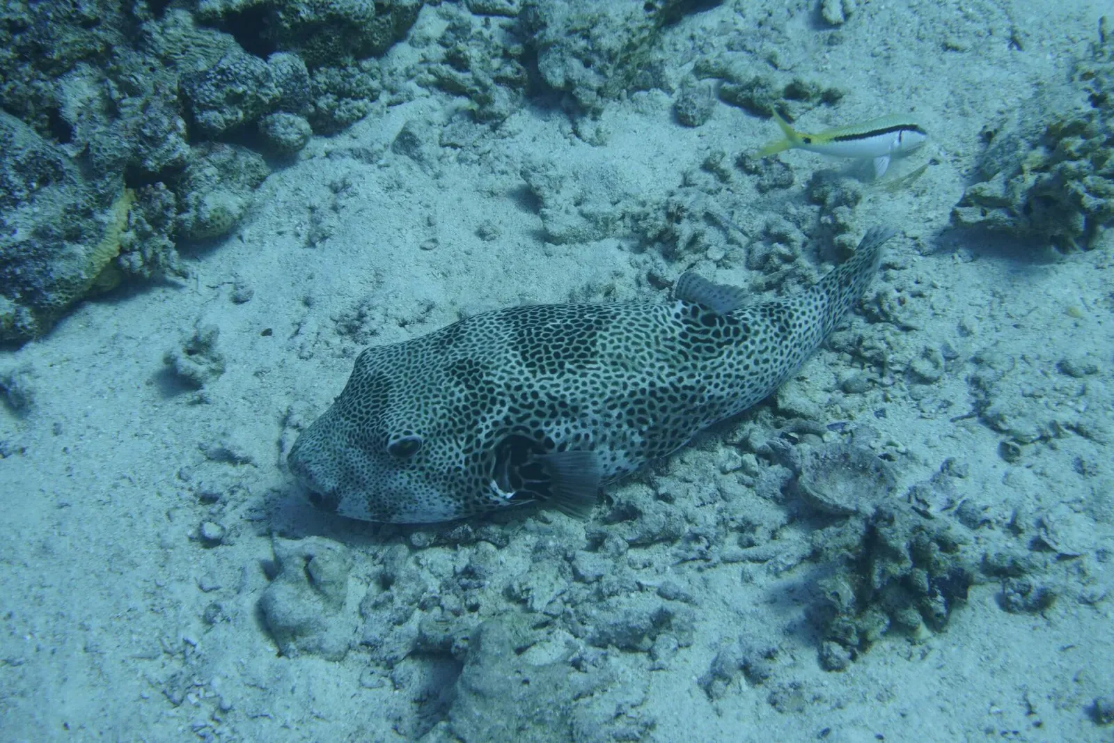 A grey pufferfish covered in black spots resting on a sandy patch between corals — Erg Abu Ramada, Hurghada & El Gouna