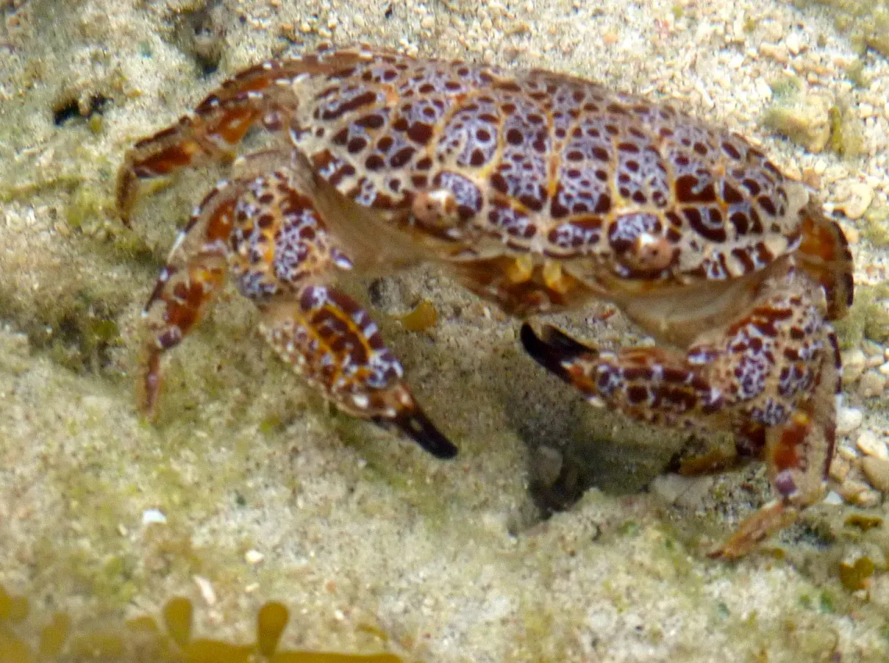 A patterned reef crab (Zosimus aeneus) resting on sand near Atauro's shoreline — Ataúro Island