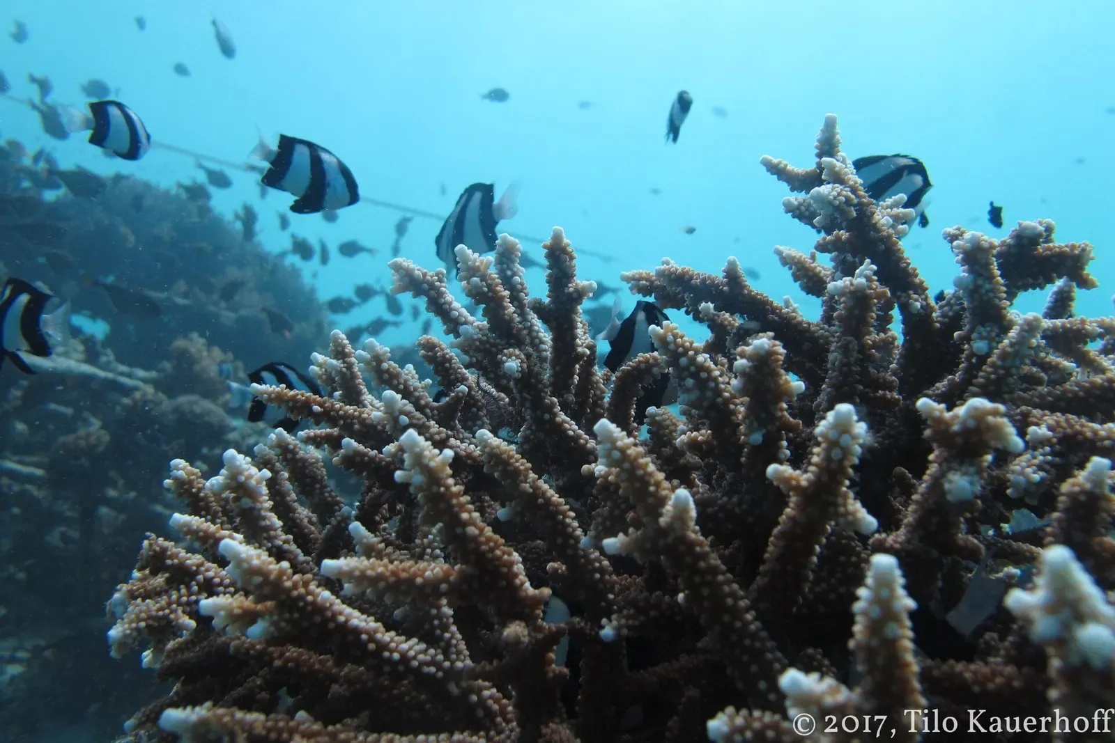 Close-up of branching hard coral with small fish sheltering among it — Halik, Gili Islands.