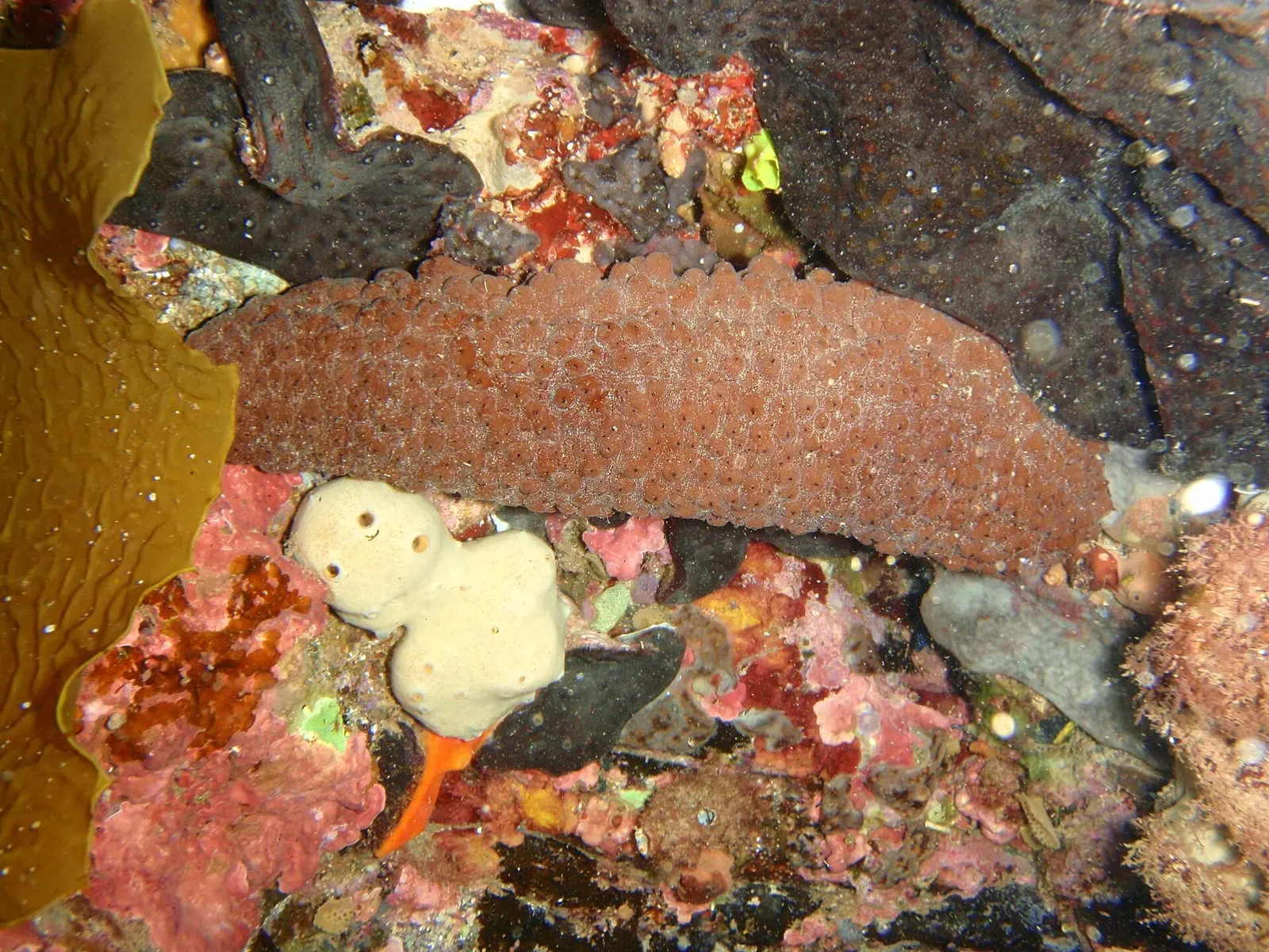 A reddish-brown sea cucumber lies across a sponge-covered rock ledge underwater — Second Valley Jetty, Rapid Bay.