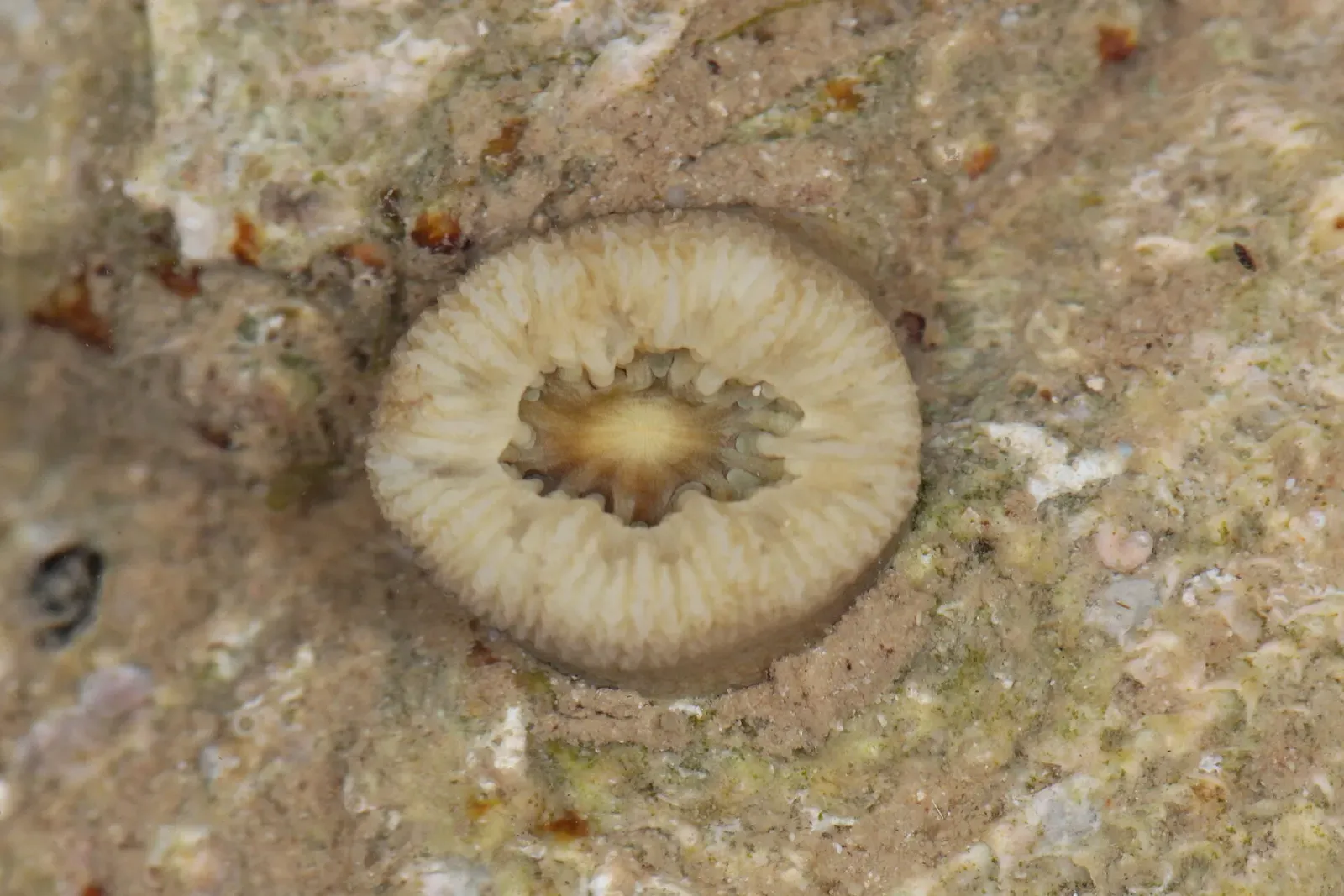 Single translucent scarlet coral polyp with a ring of tentacles on pale rock underwater