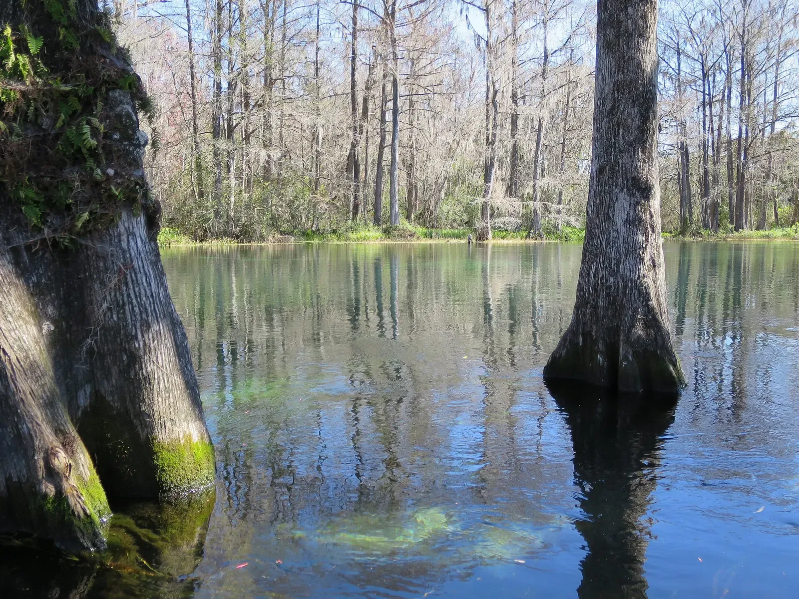 Bald cypress trees rising from the clear water of the Rainbow River — Crystal River