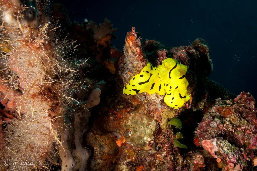 Bright yellow banana nudibranch with black markings on encrusted rock — Blade, Wakatobi