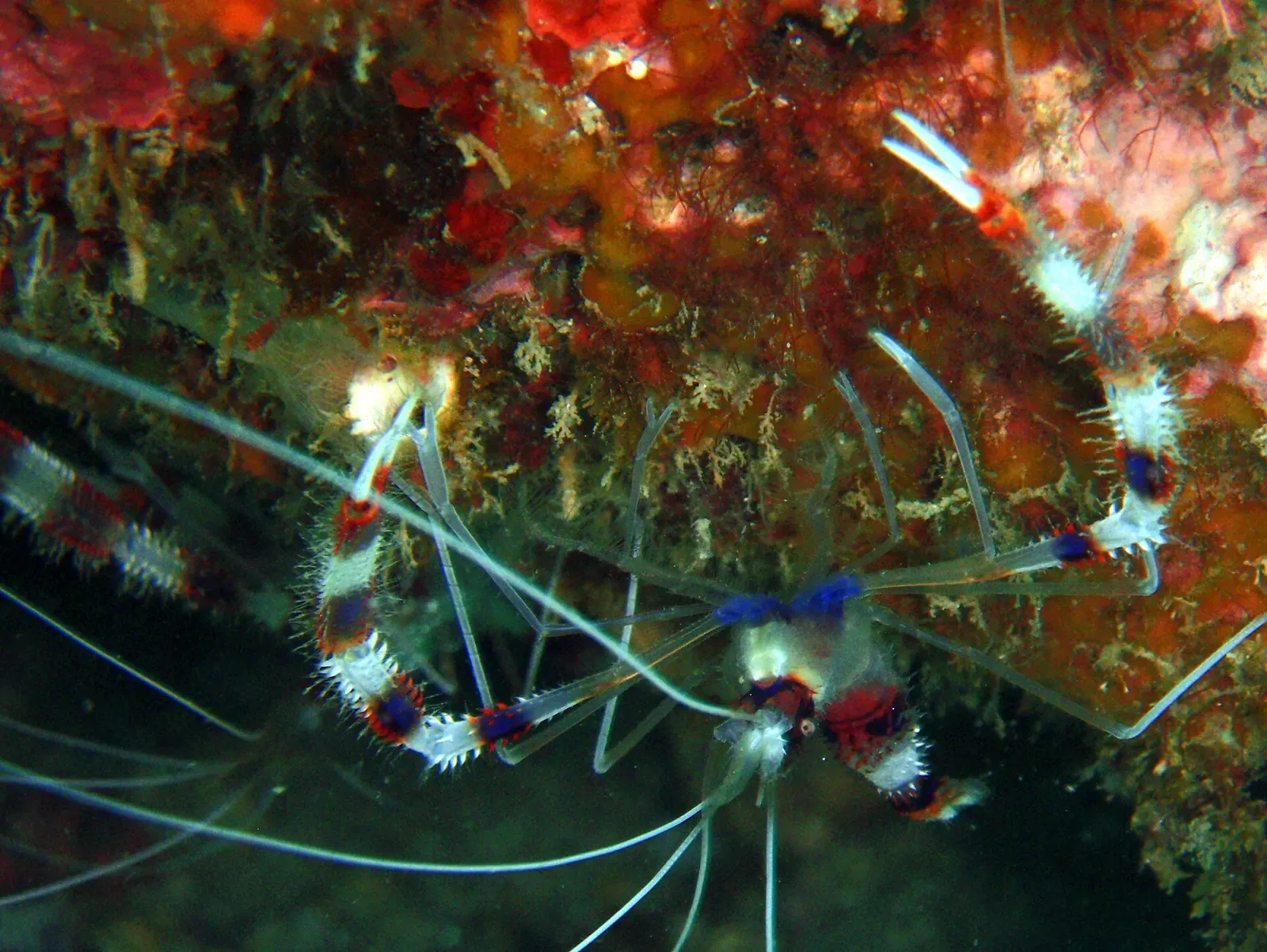 Banded boxer shrimp with long white antennae tucked in a coral crevice — Terumbu Tiga, Redang & Perhentian