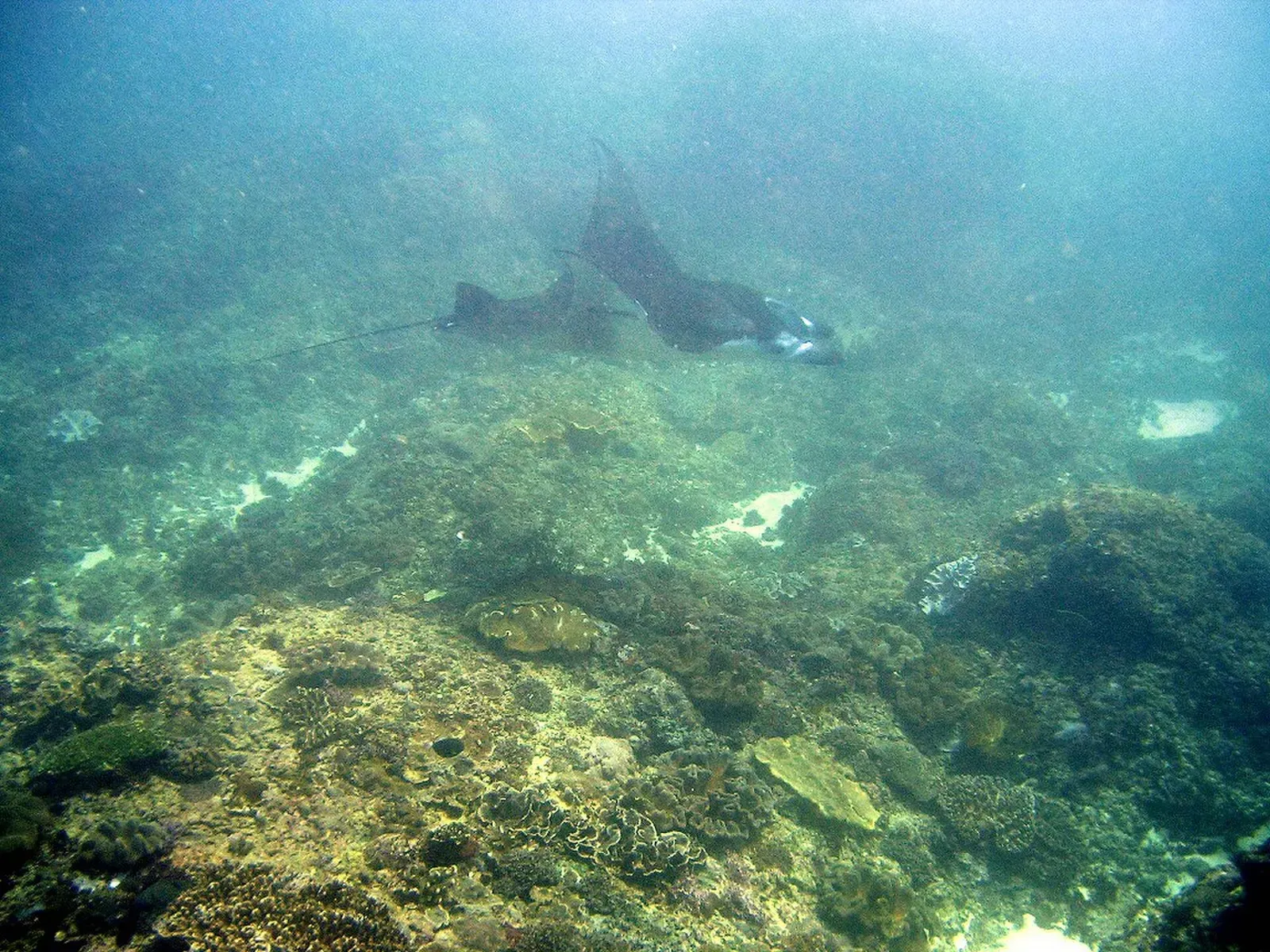 Two manta rays cruising side by side over the shallow reef — Manta Point, Nusa Penida