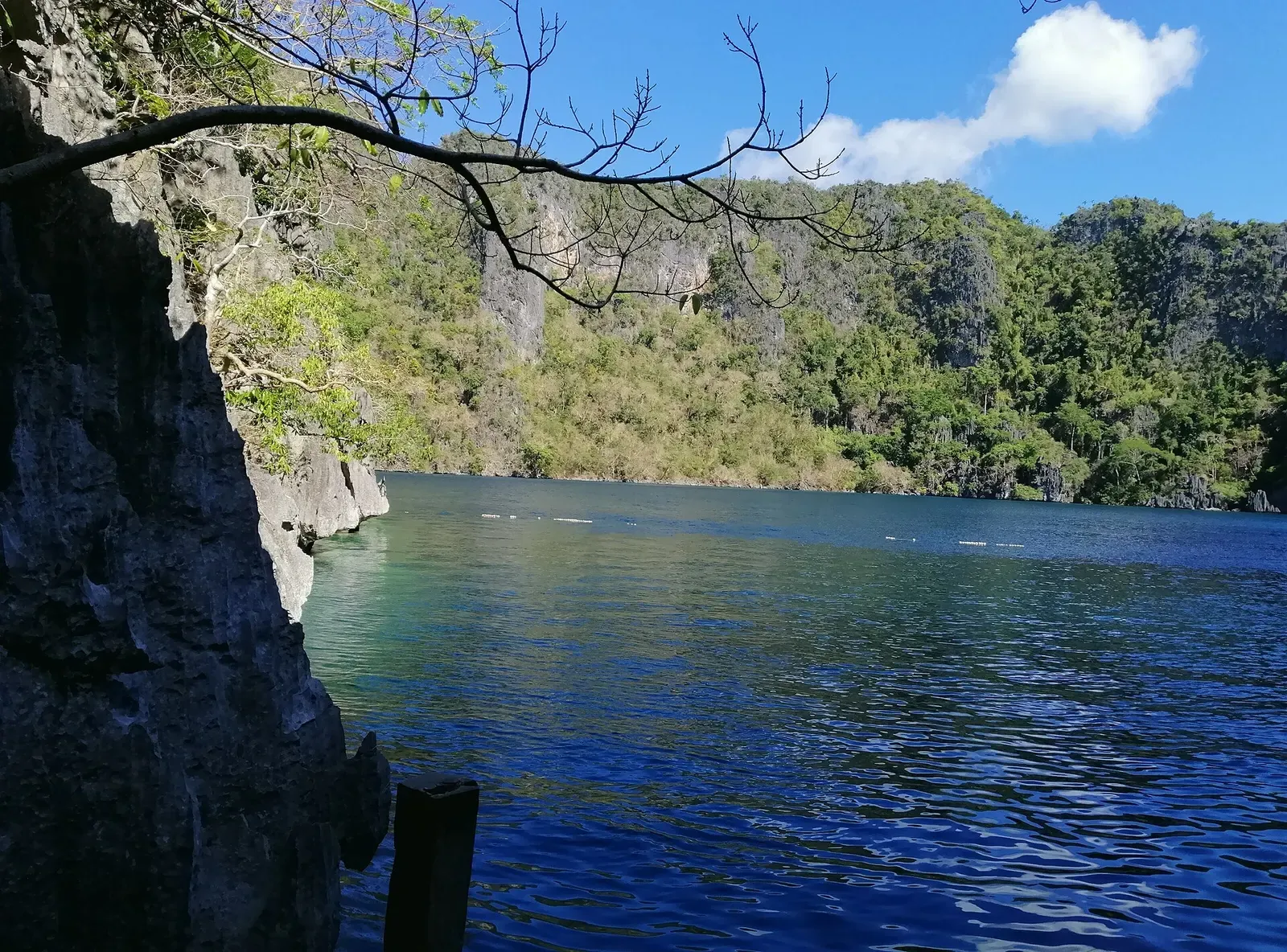 Dark still water of Barracuda Lake framed by a canopy branch and steep forested cliffs — Coron
