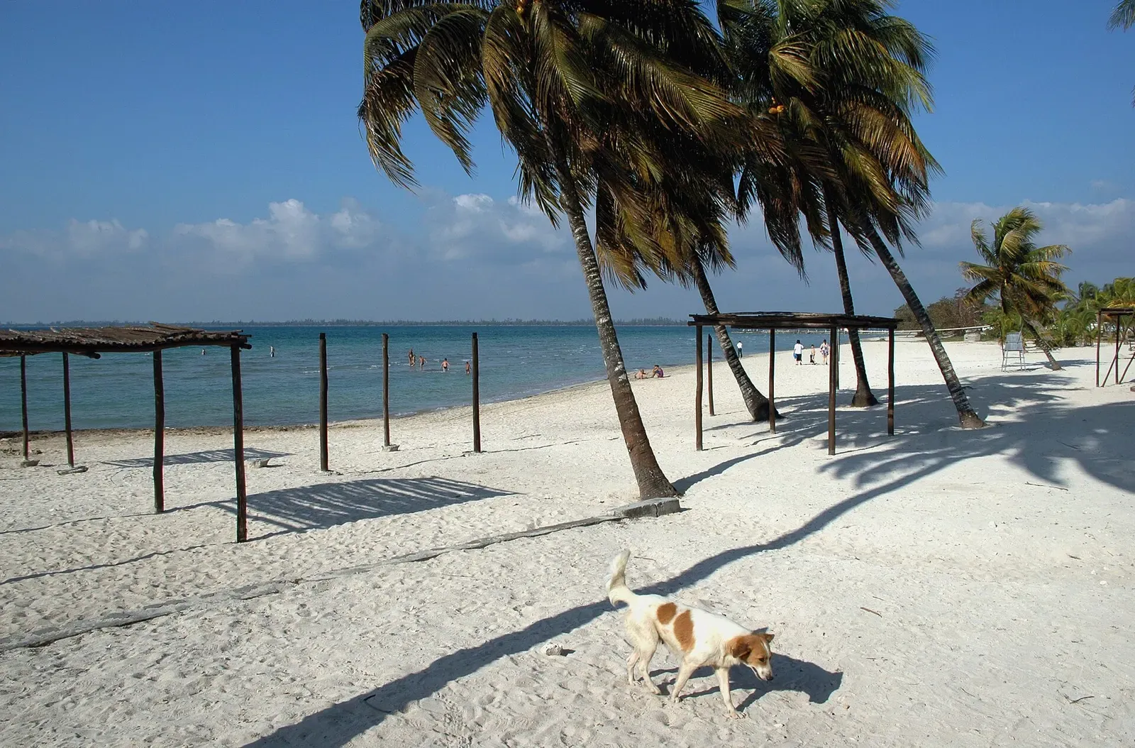 Palms leaning over the sand at Playa Larga with the bay behind