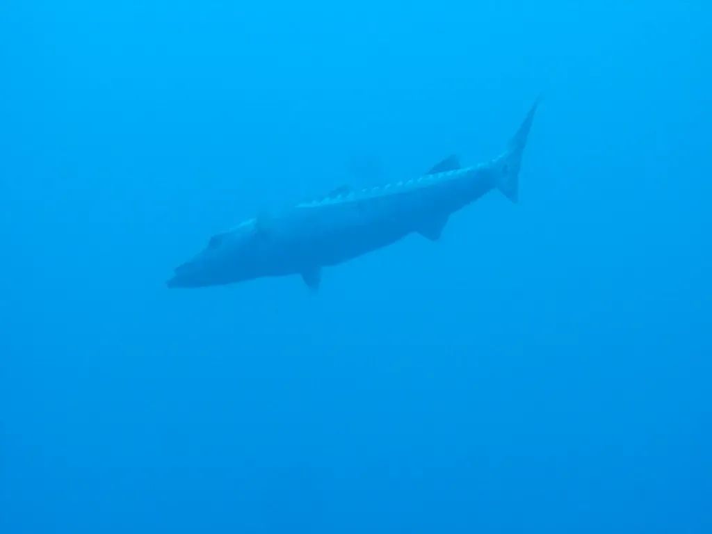 A great barracuda hovers motionless in open blue water — Bimini.