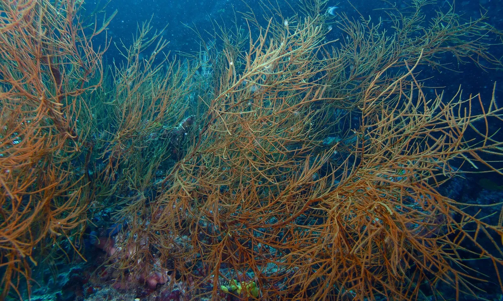 A bushy black coral colony grows out from the wall at Hanging Gardens — Sipadan.
