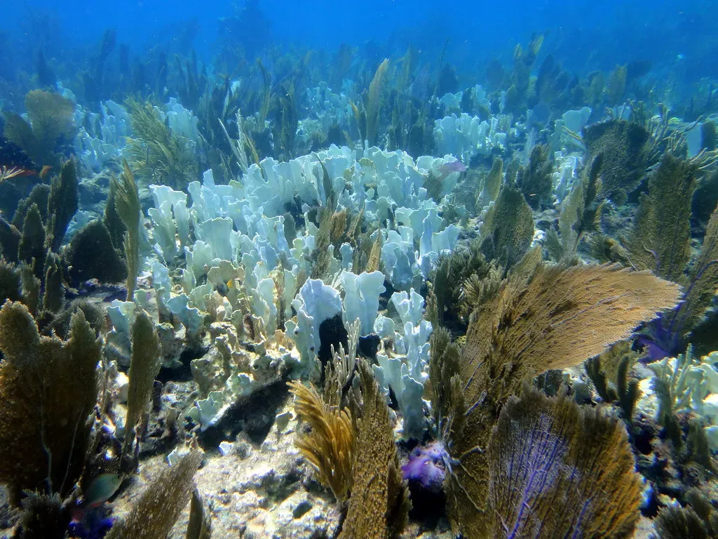 Plate corals and sea fans spread across the reef floor — Molasses Reef, Florida Keys