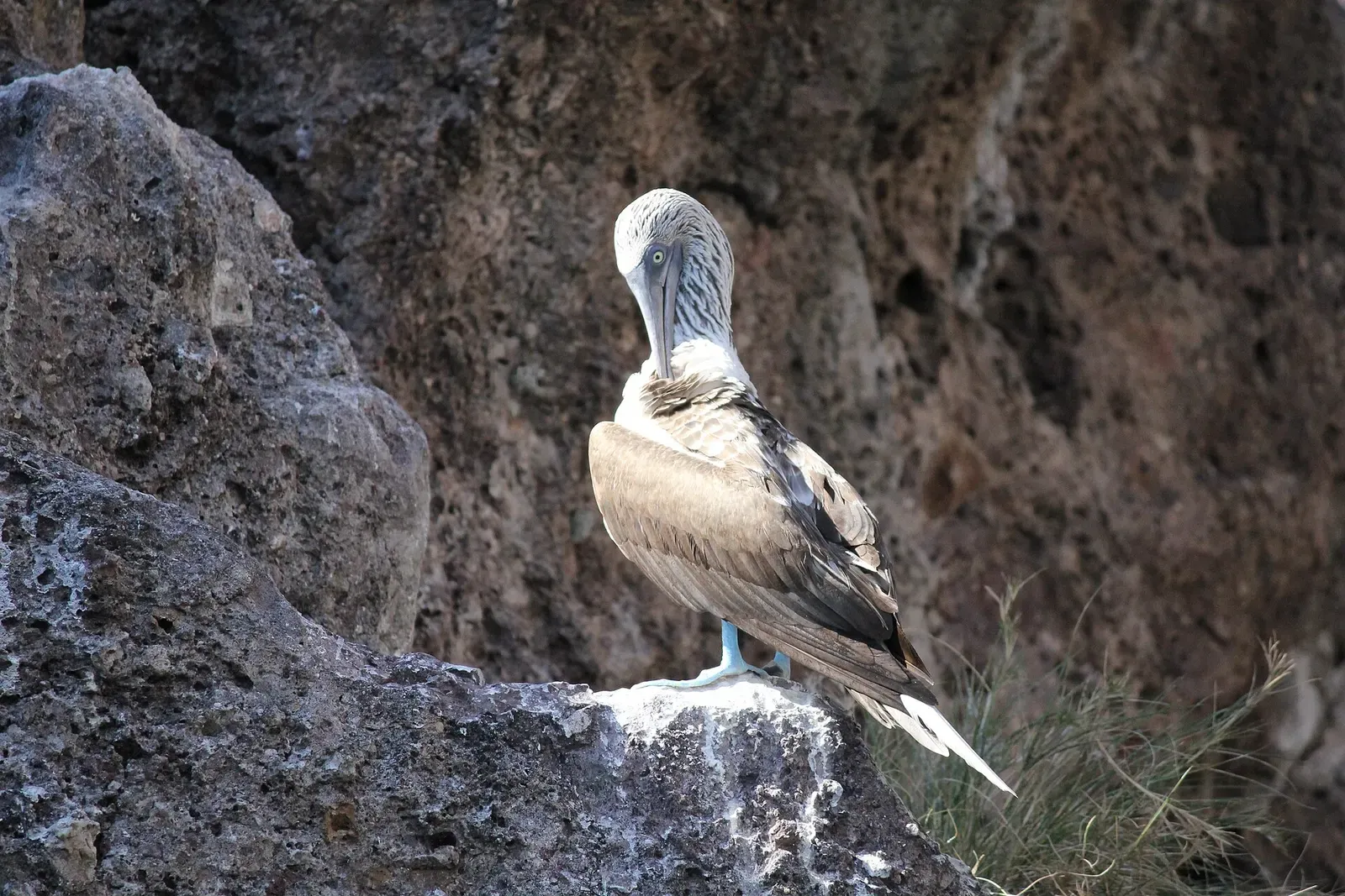 A blue-footed booby standing on a rock ledge against a weathered cliff — Islas Marietas, Puerto Vallarta & Banderas Bay
