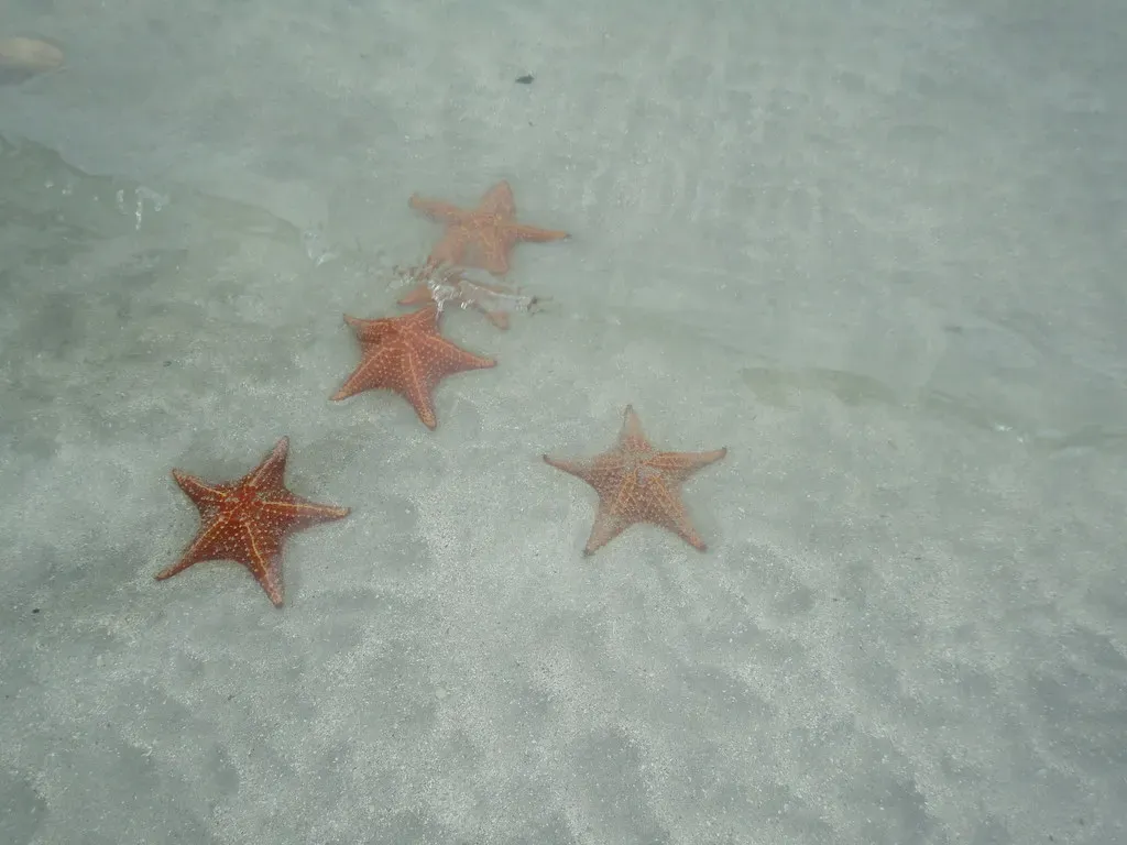 Cushion sea stars scattered across pale sand in shallow water
