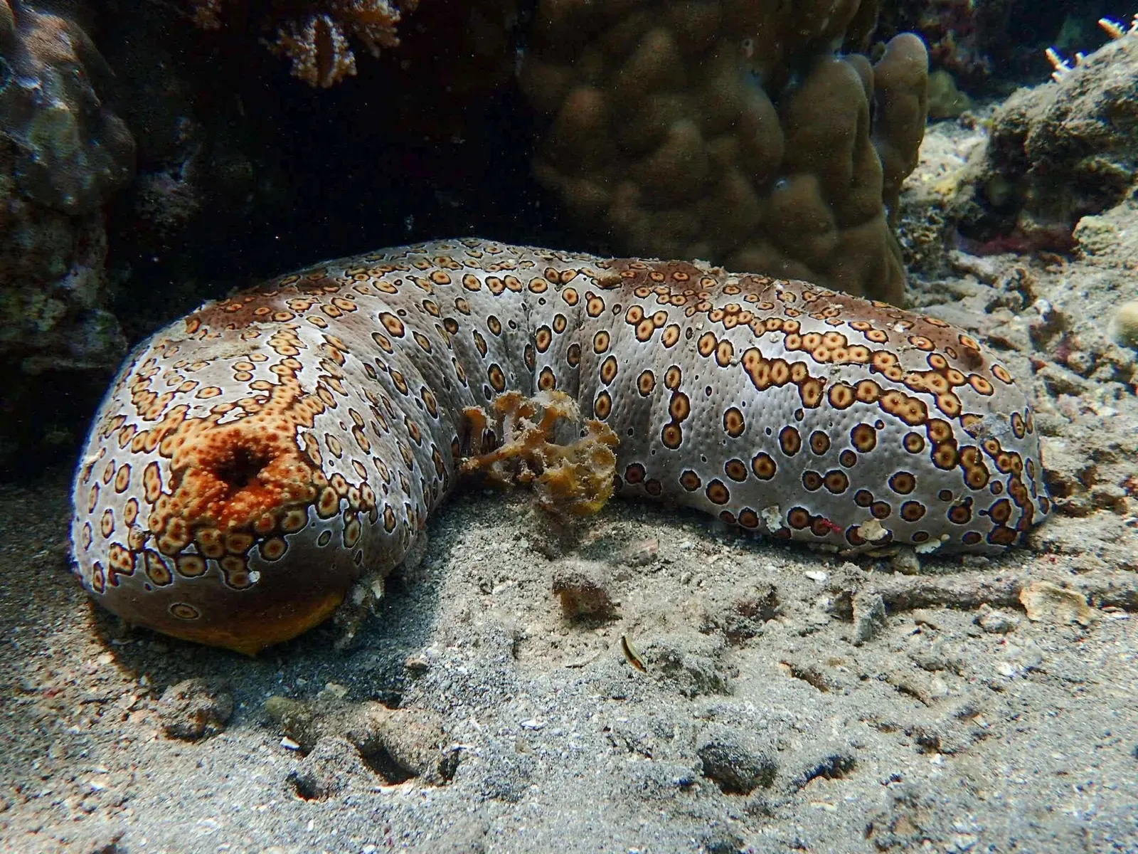A leopard sea cucumber with dark ocellated spots lies on the sandy bottom — Masaplod Muck, Dauin.