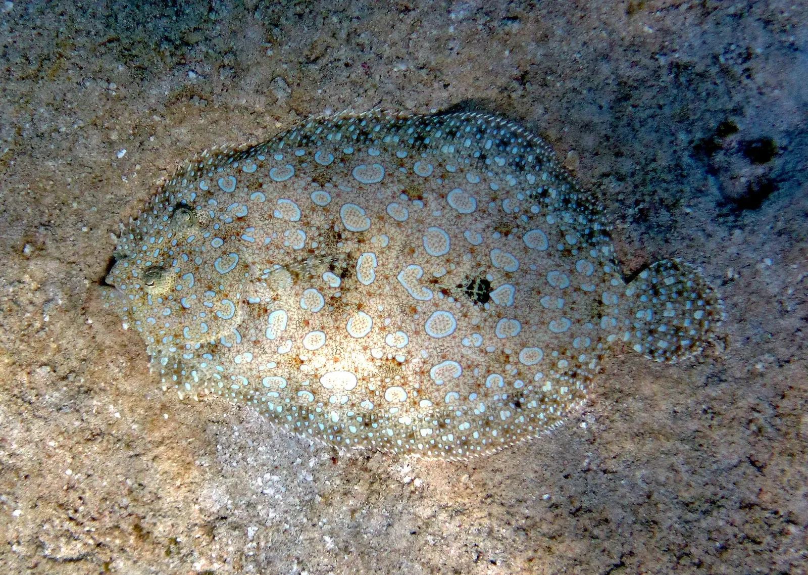 A flat, sand-coloured flounder covered in pale blue rings lying on the sandy seafloor — San Salvador.