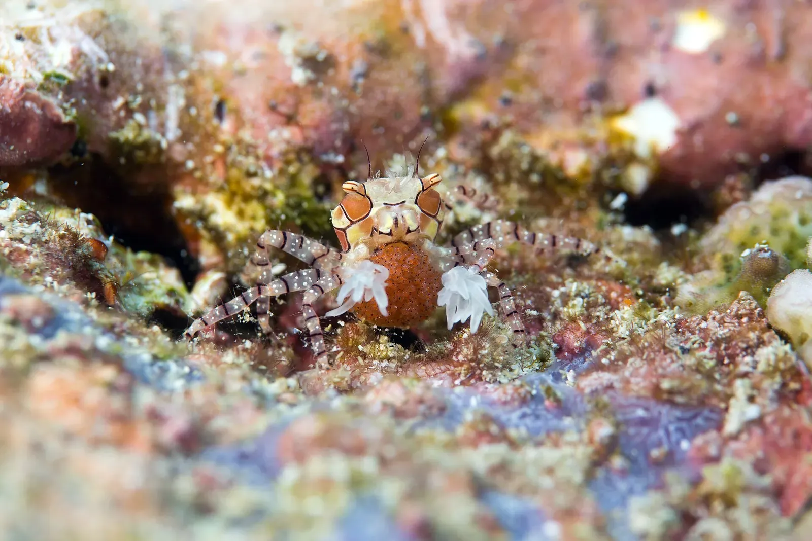 Boxer crab holding a pair of anemones and carrying eggs on the reef — Rubiah Sea Garden, Pulau Weh