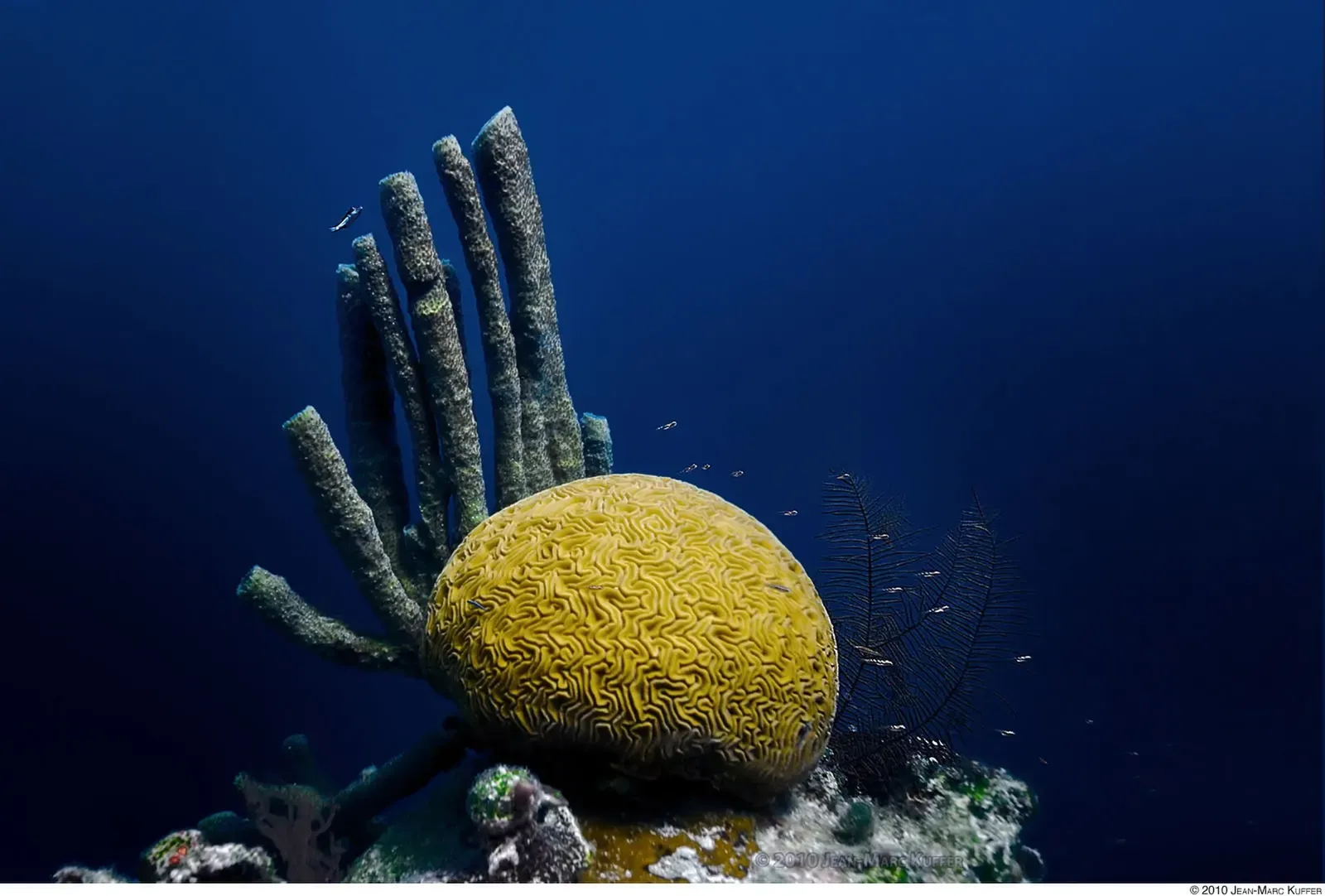 Yellow brain coral and tube sponges on the shallow rim of the Great Blue Hole in deep blue water — Belize Barrier Reef.