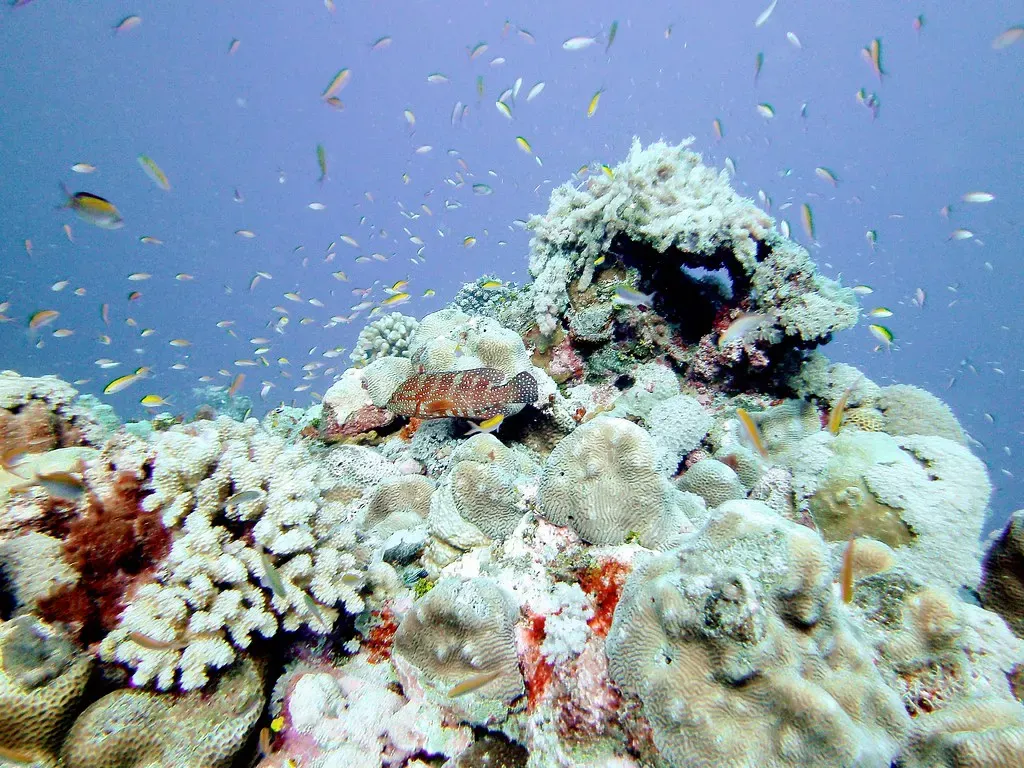 A grouper rests beside a coral head as butterflyfish and anthias swirl above the reef — Yap Caverns, Yap.