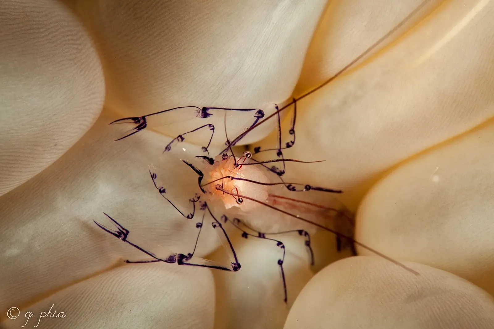 Translucent shrimp with fine purple legs nestled among bubble coral — Roma, Wakatobi