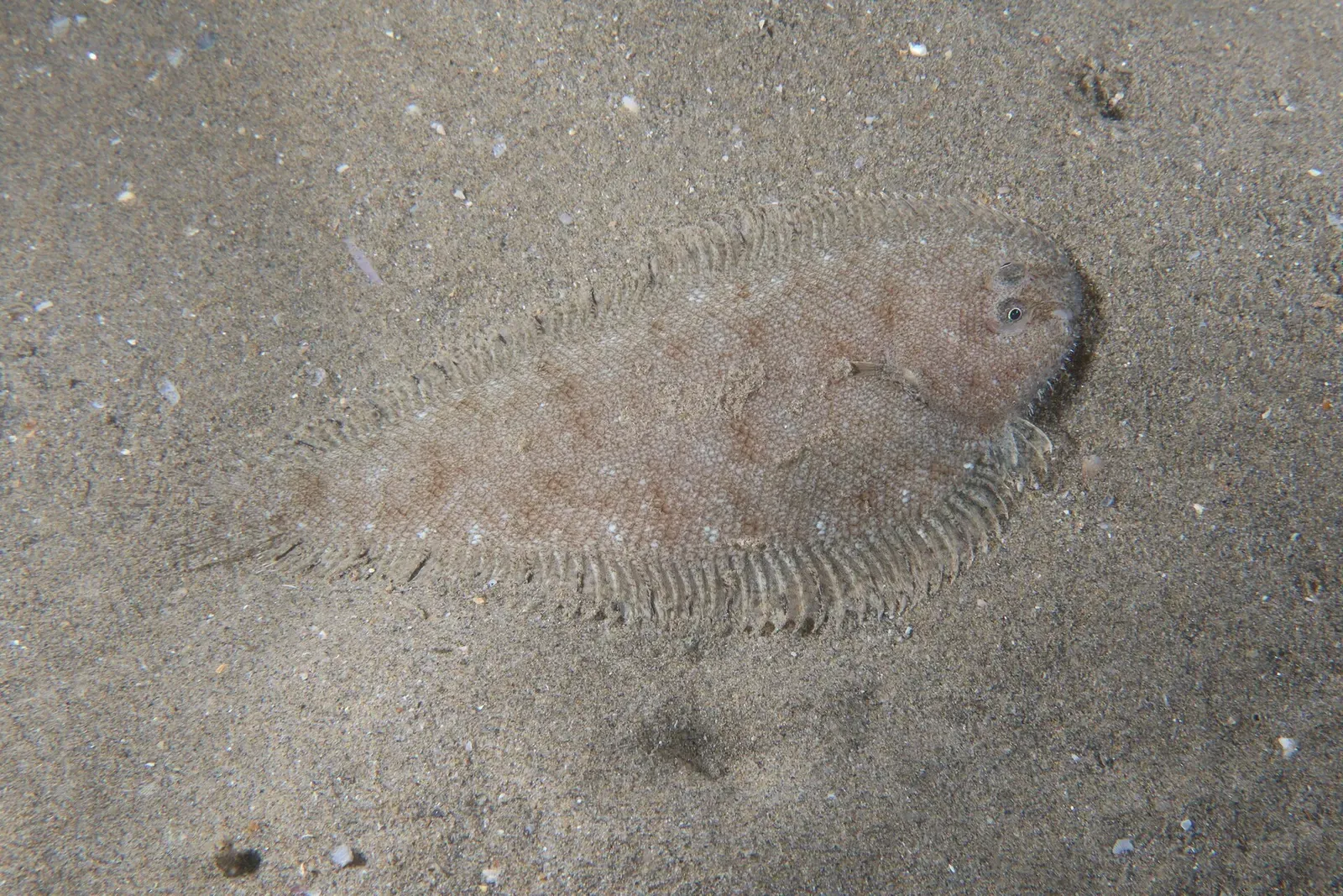 A small flatfish lies camouflaged against the sand off Villeneuve-lès-Maguelone.