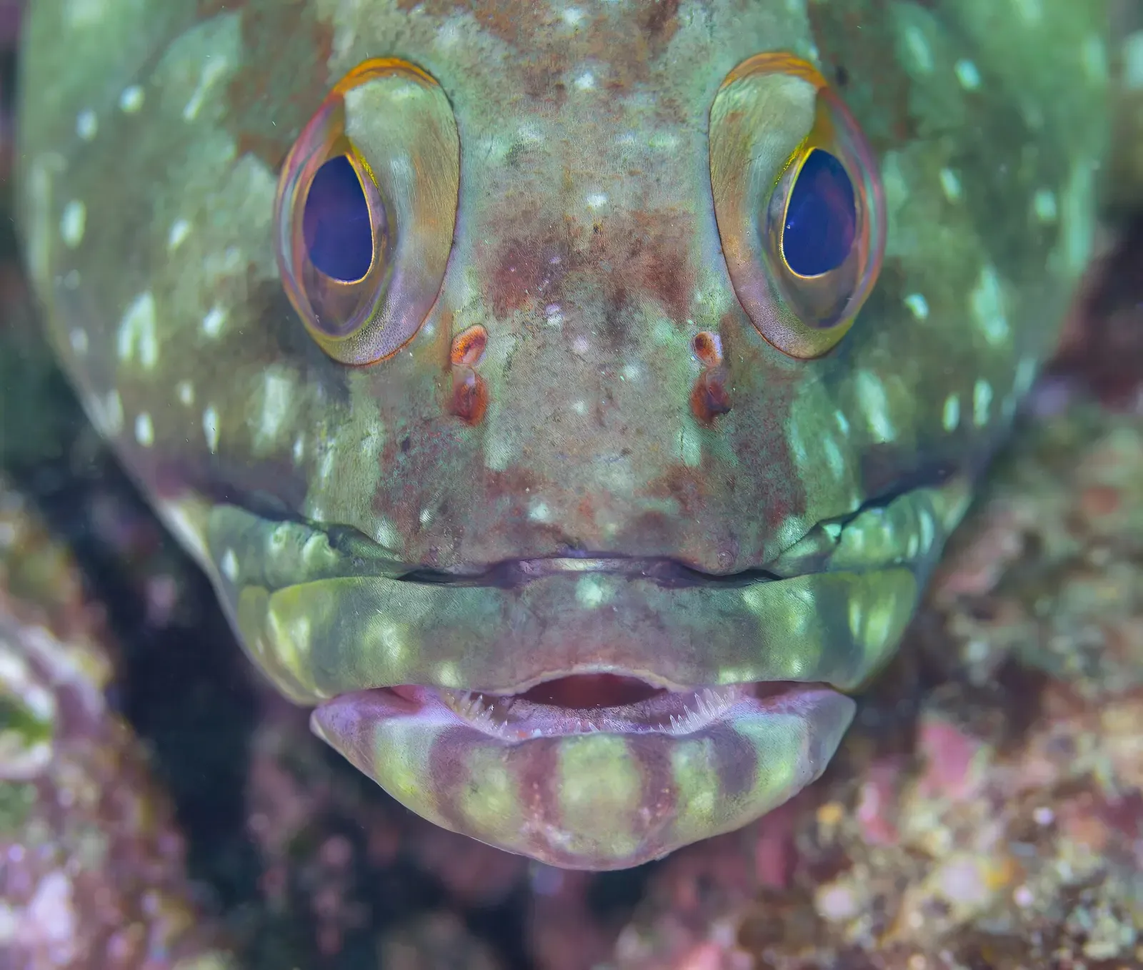 Close-up face of a white-spotted starry grouper looking straight at the camera — Los Cabos