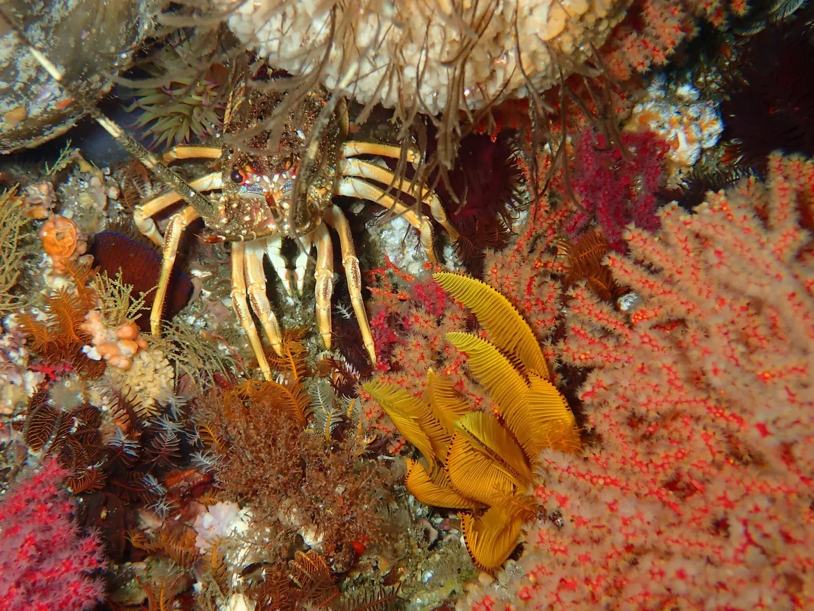 A Cape rock lobster tucked among reef growth near Seal Rock at Partridge Point — Cape Town