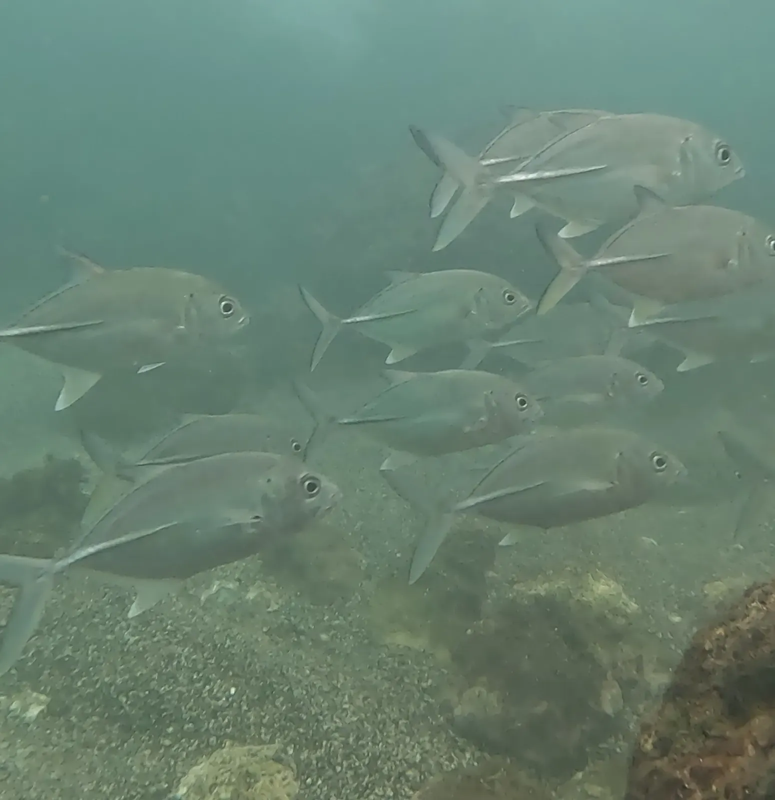 A tight school of bigeye trevally hovers over a rocky reef in green Pacific water — Isla del Caño