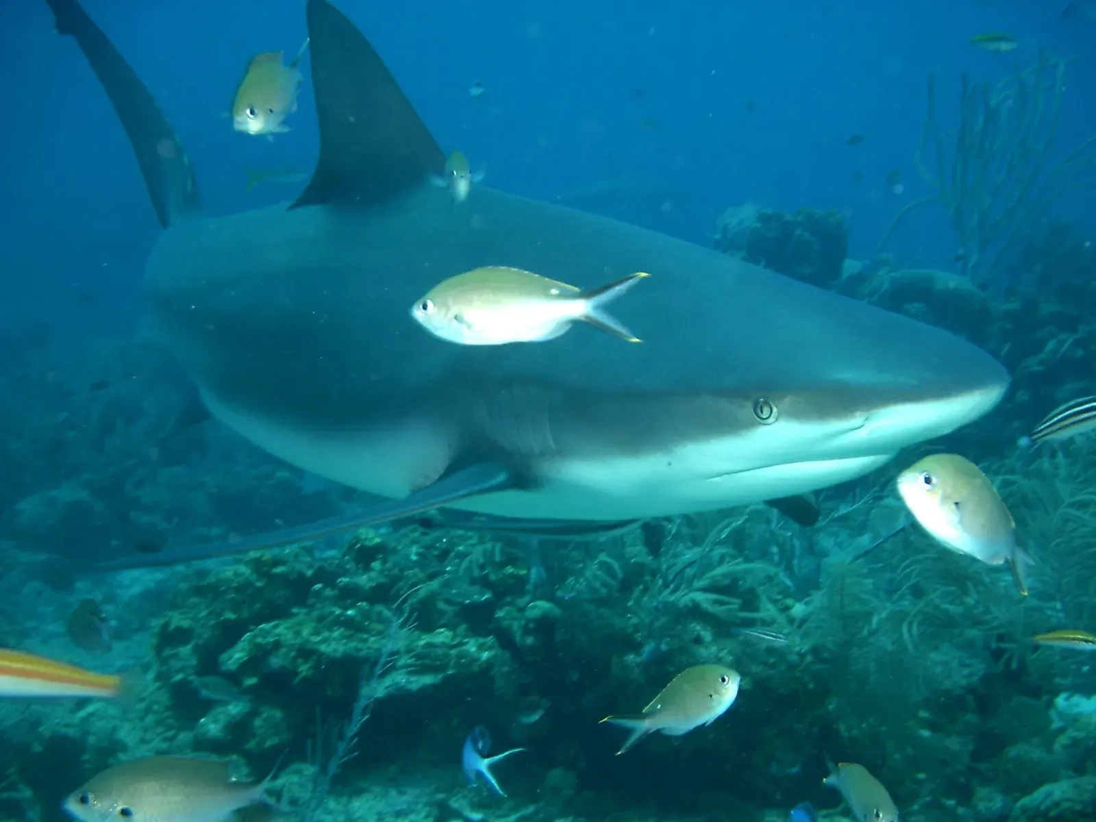 A Caribbean reef shark swims close over the reef with small fish around it off Roatán