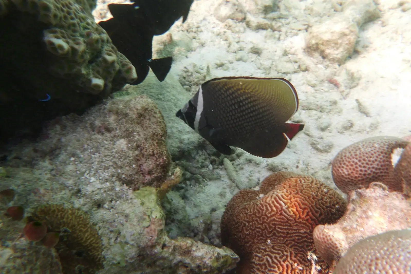 Red-tailed butterflyfish with a hint of a companion fish swimming beside coral heads — Dhonfanu Thila, Baa Atoll & Hanifaru