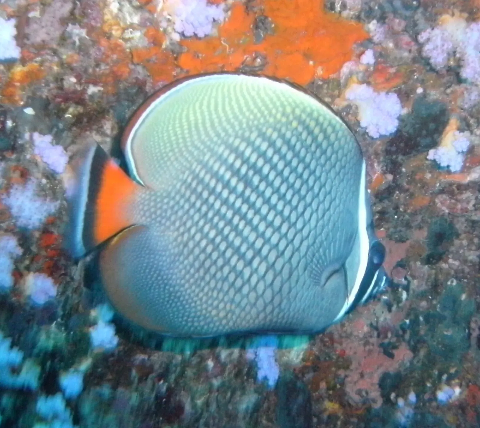 Close view of a pale grey butterflyfish with a bright orange tail against orange and pink encrusted rock — Koh Bon West Ridge, Similan Islands