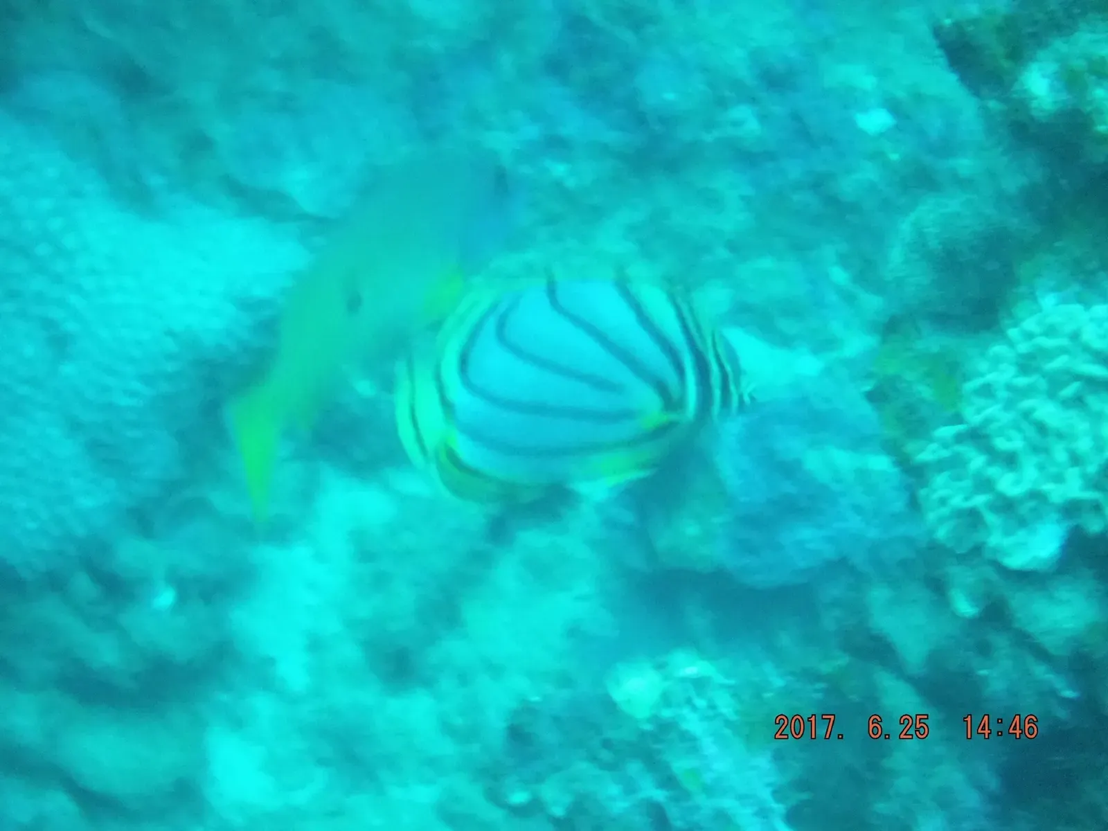 Meyer's butterflyfish over the reef in South Africa — Quarter Mile Reef, Sodwana Bay
