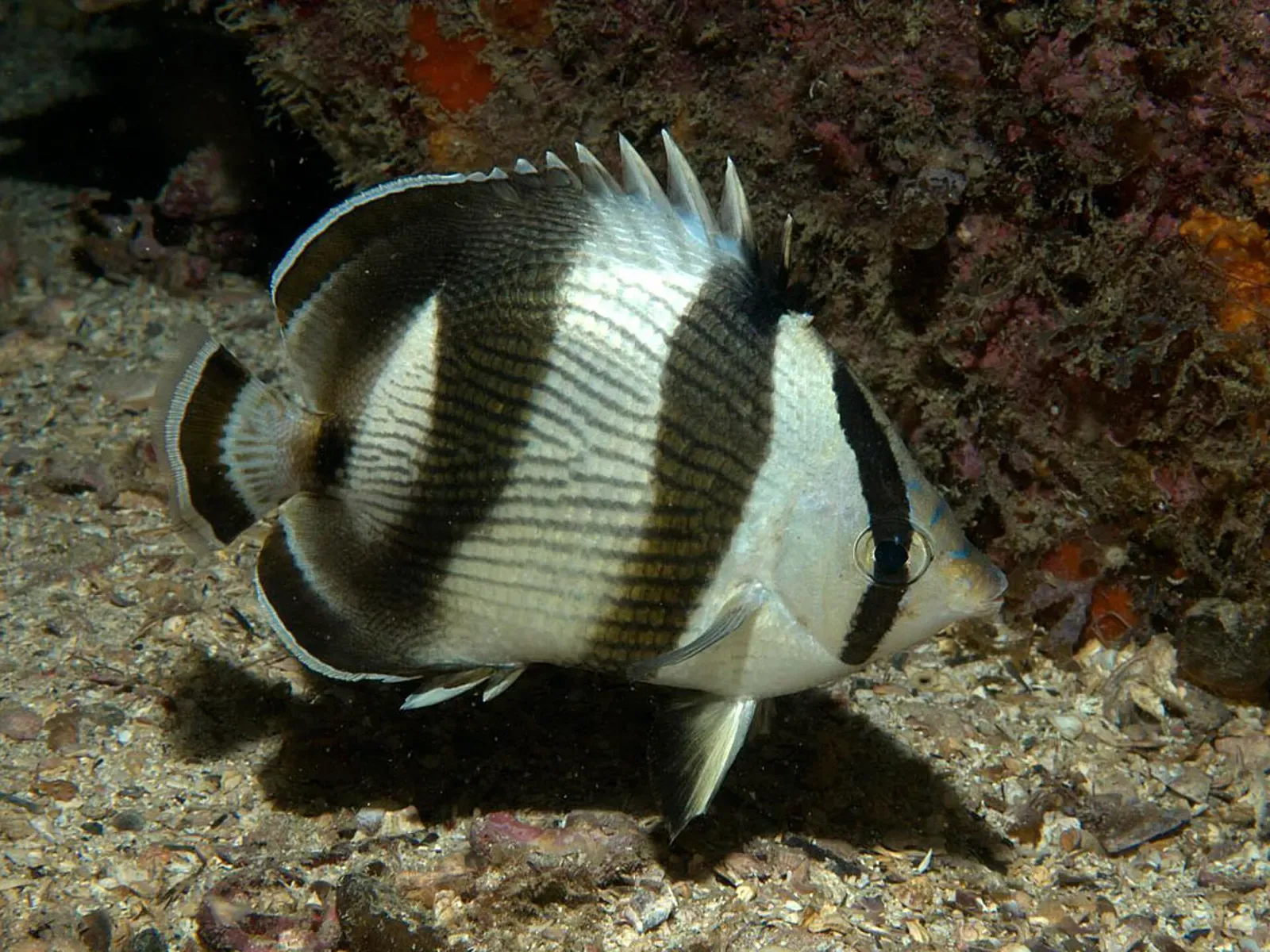 Banded butterflyfish with black and white vertical stripes swimming over a rocky bottom at night — Búzios