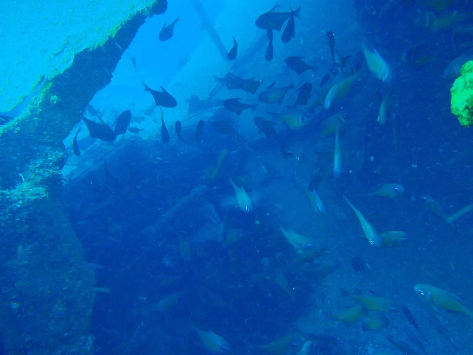 A school of small fish schooling in the blue water around part of the Cheynes III wreck