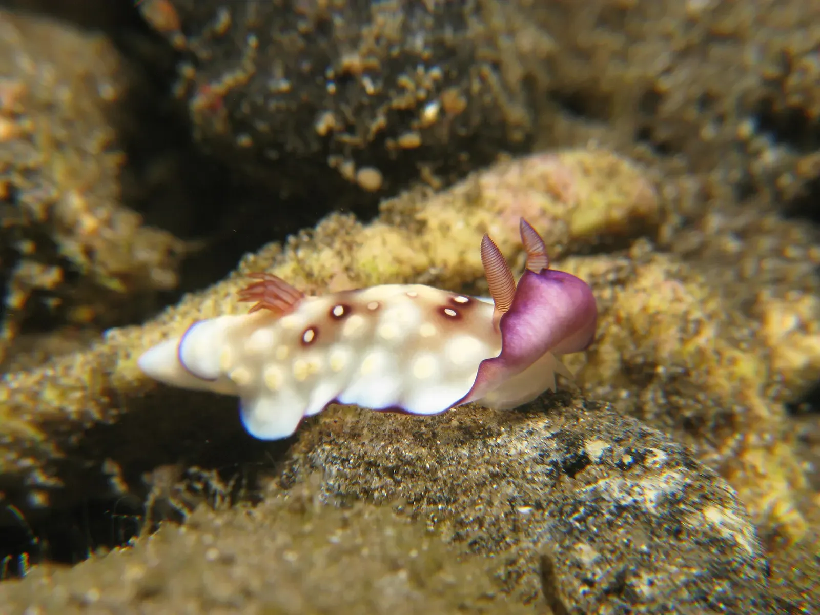 White nudibranch with pink-tipped rhinophores crawling over encrusted rock — Clown Valley, Alor.
