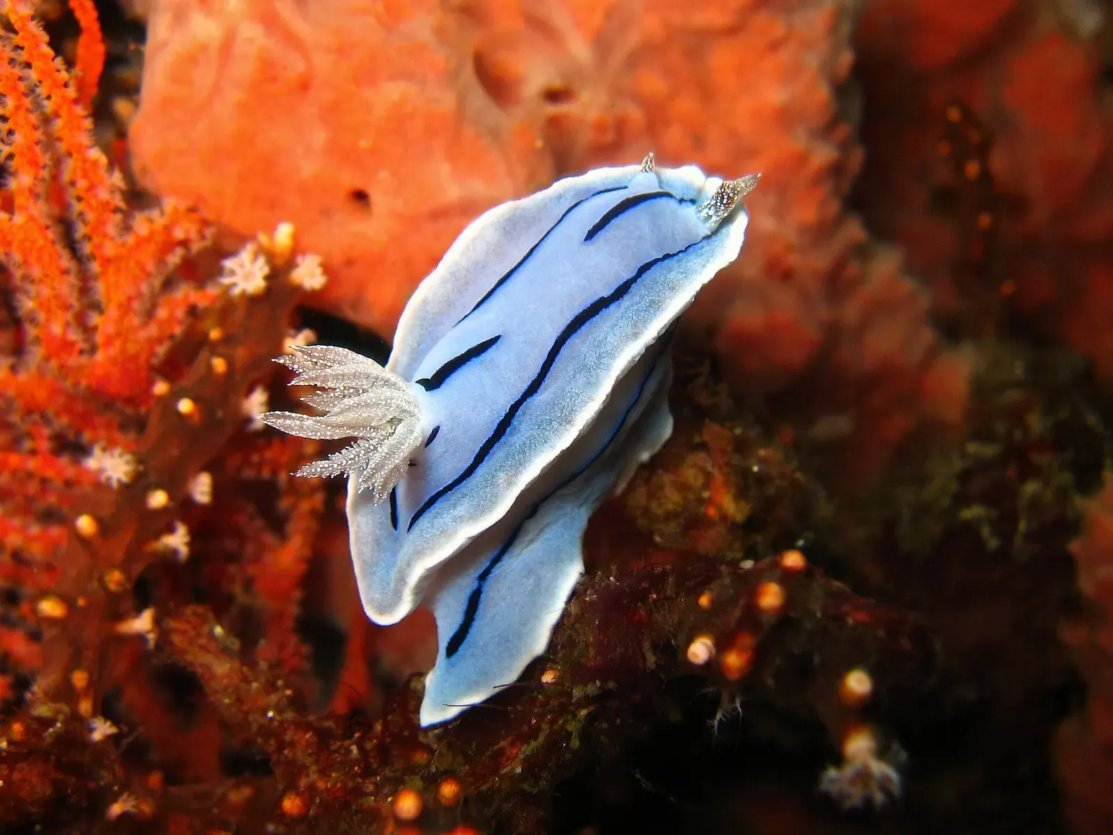 A pale blue nudibranch with dark stripes crawls over an orange sponge at Verde Island's Drop Off — Puerto Galera.
