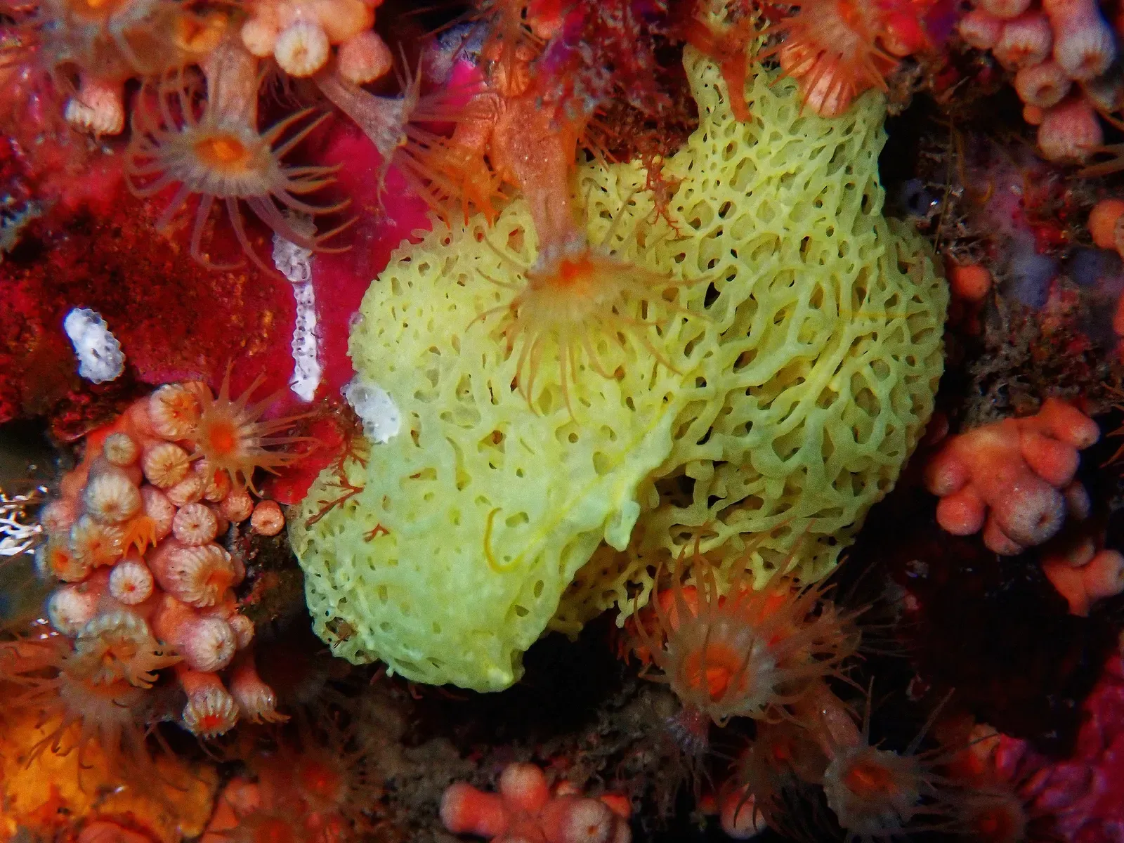 Yellow lattice sponge surrounded by orange and pink cup corals on a shaded rock face — Marseille