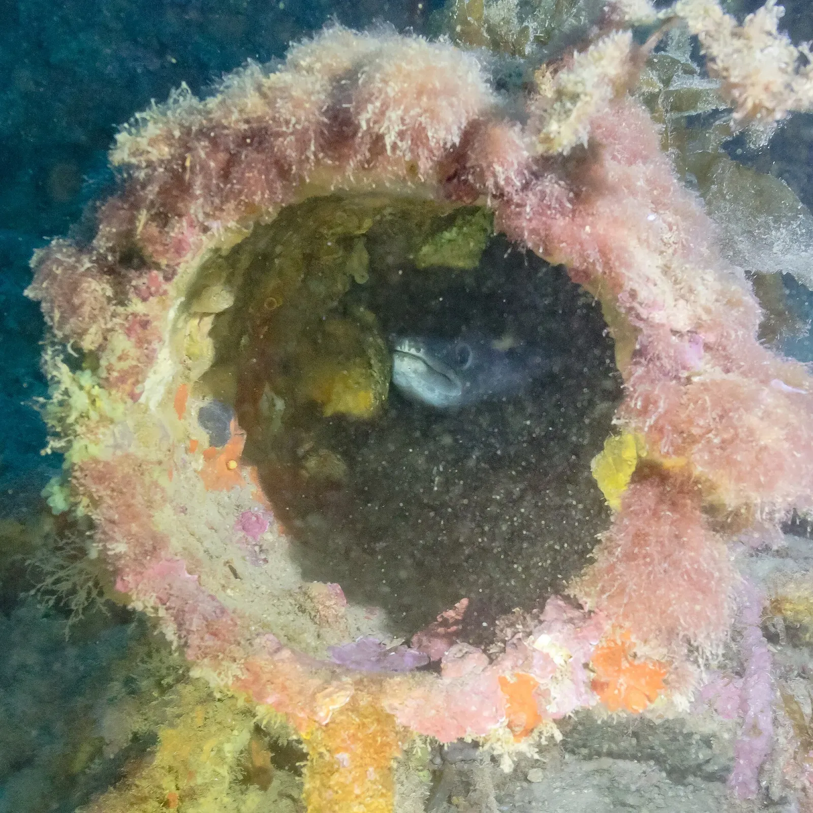 Conger eel peering out of an encrusted porthole on the wreck — Naranjito, Cabo de Palos