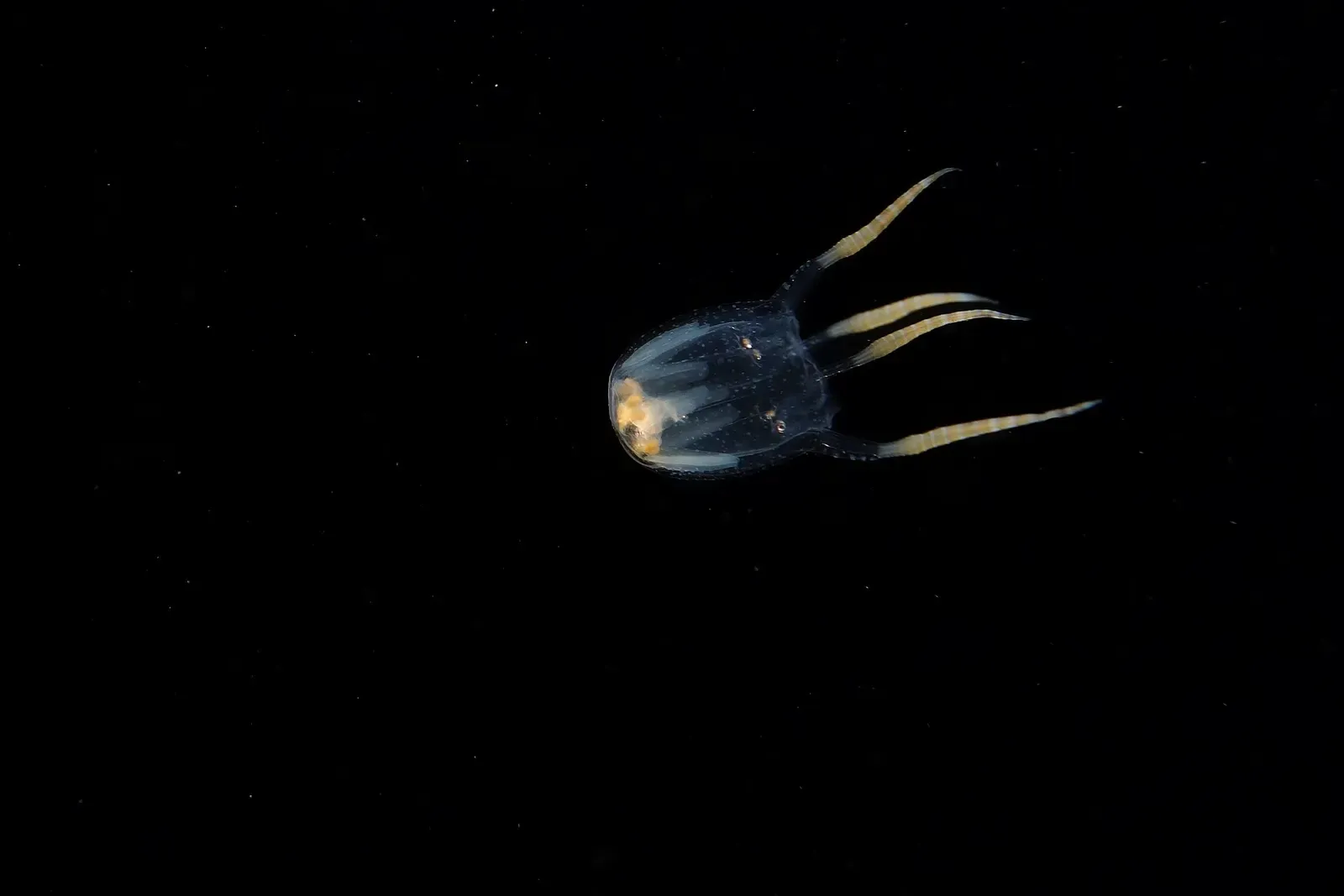 A small translucent bottletail squid hovering over dark sand at Maeda Flats — Okinawa