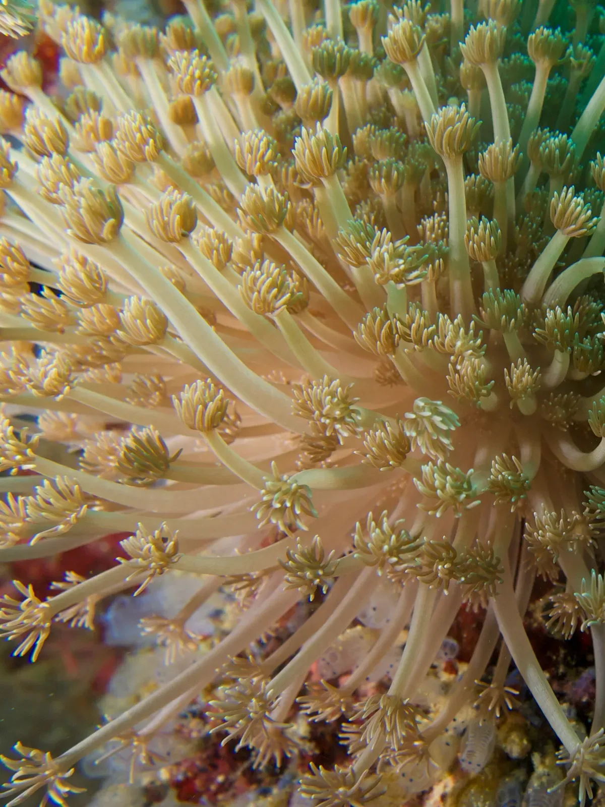 A close view of Goniopora coral polyps extended, each with a ring of pale tentacles — Katipanan Reef, Apo Island.