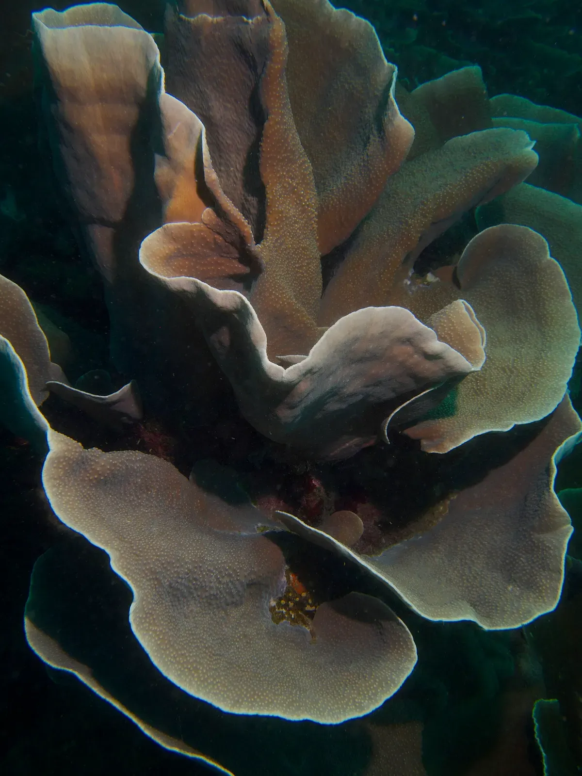 Large plate coral fronds stacked one above another on the Apo Island reef — Rock Point East.
