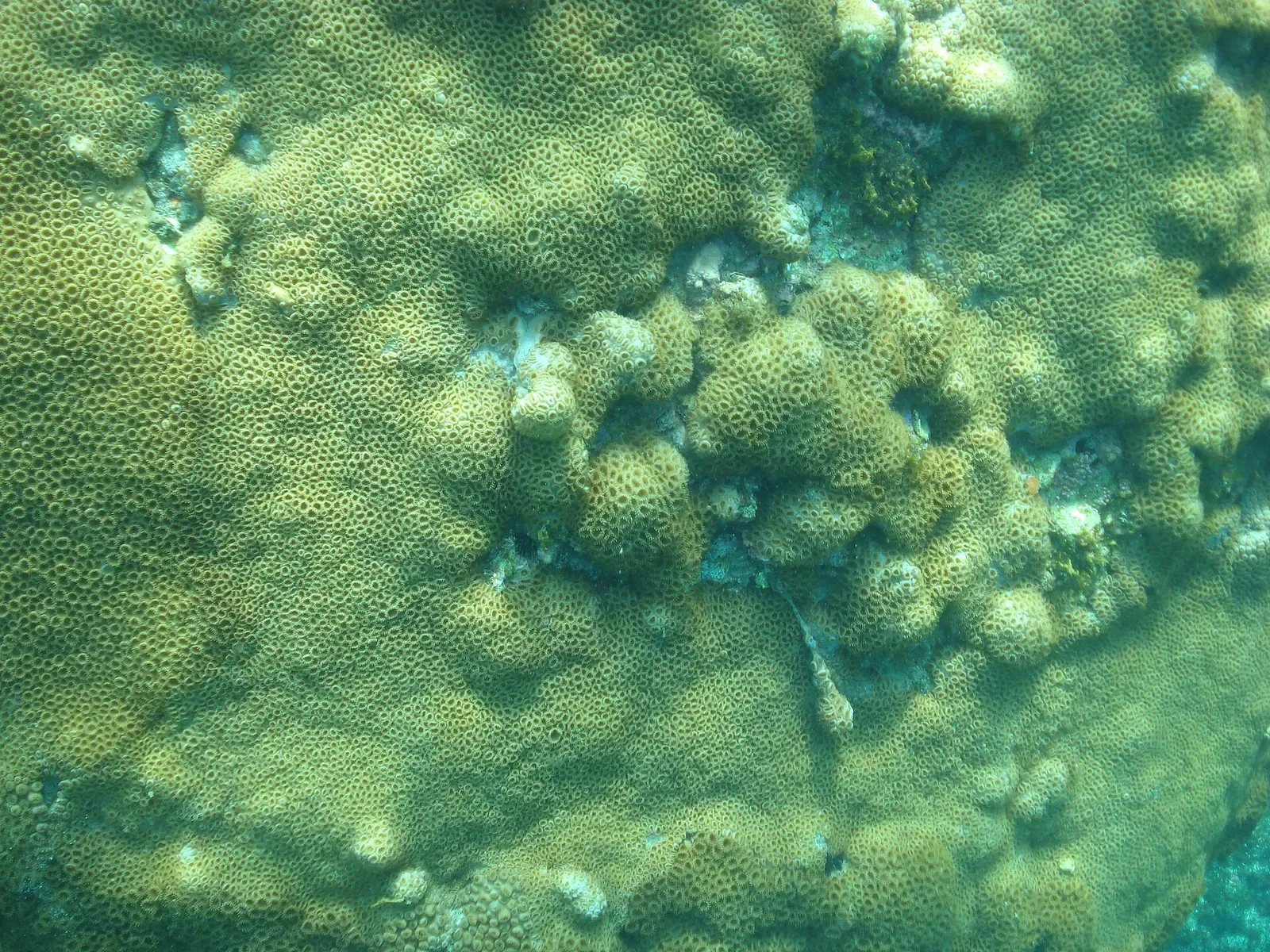 Close-up underwater photo of a mustard-colored encrusting coral colony on the reef at Ilha do Arvoredo — Saco do Engenho.