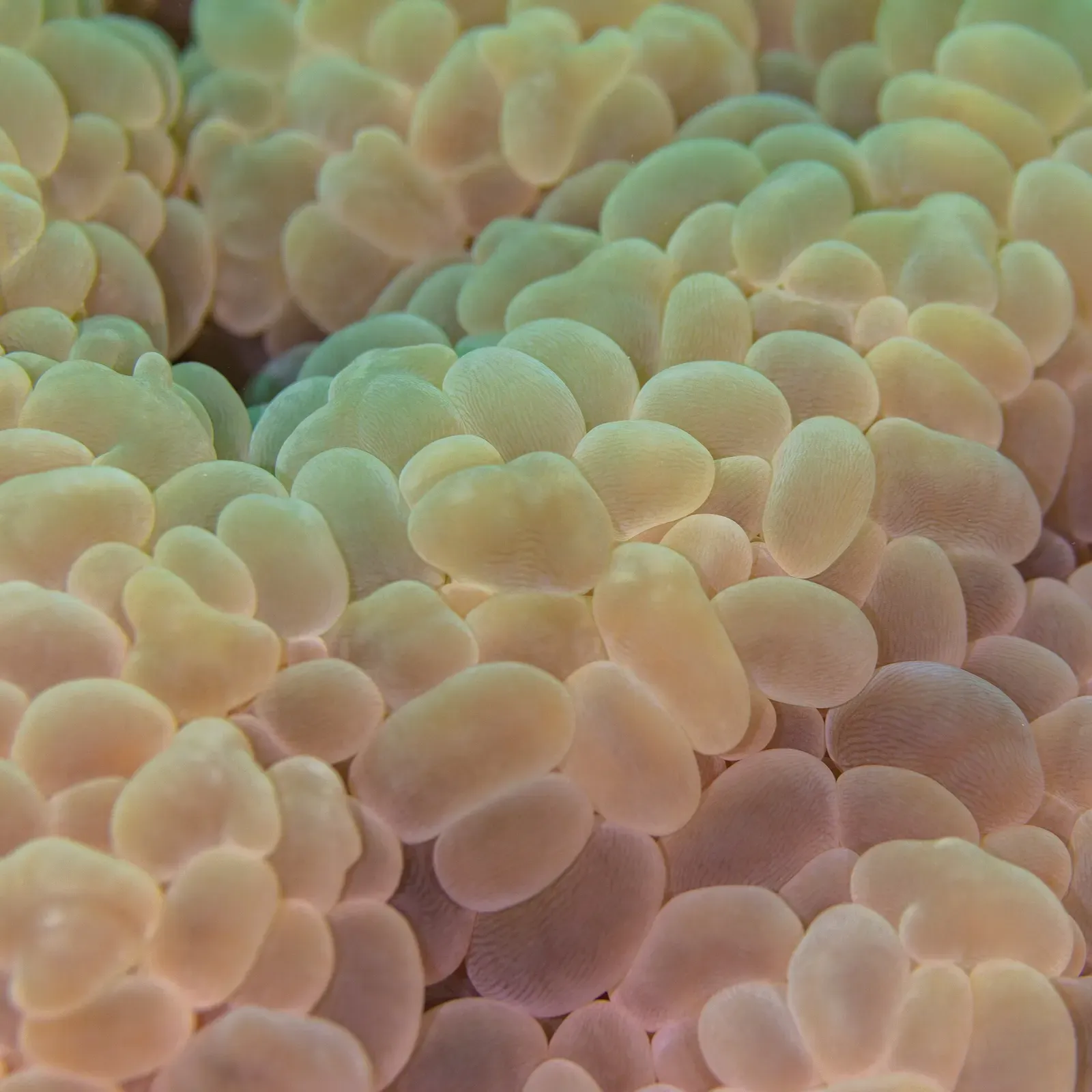 A cluster of translucent bubble-shaped coral polyps underwater