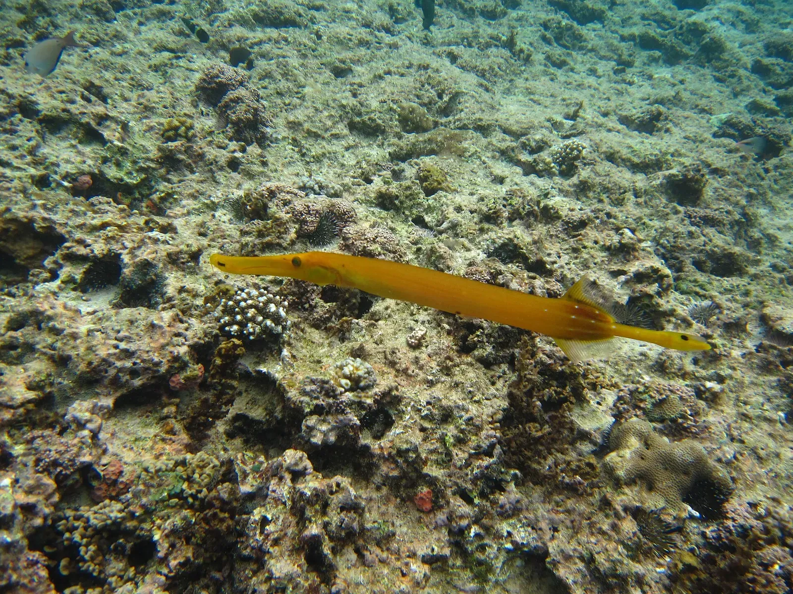 A slender yellow pipefish rests over coral rubble on the reef top — Cape Maeda Point, Okinawa.