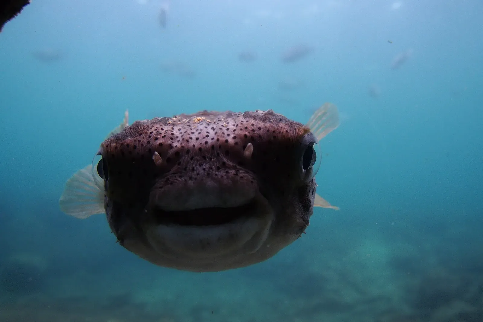 Close-up of a spotted pufferfish facing the camera over the reef — Kushimoto Marine Park, Kushimoto