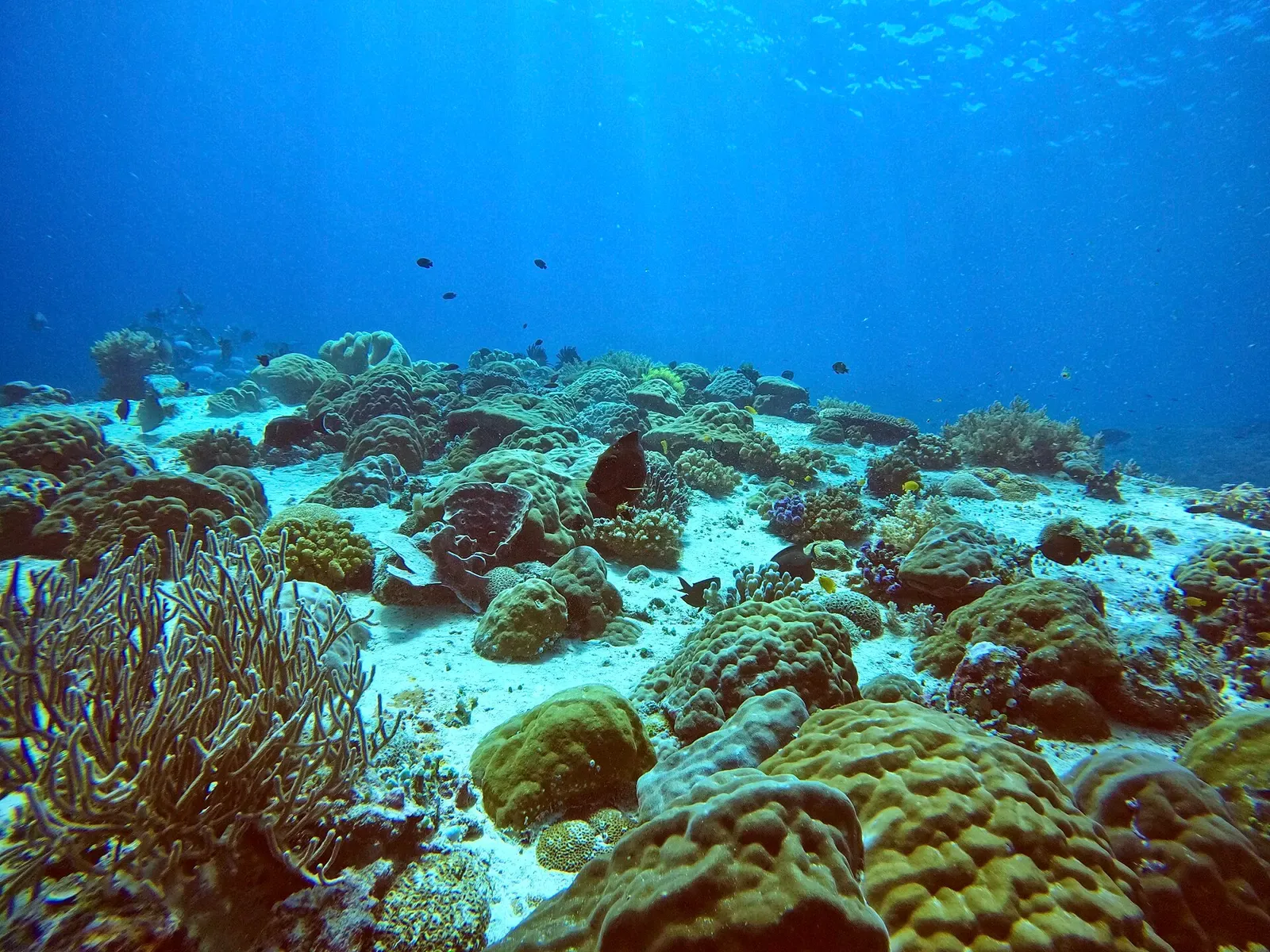 Coral colonies scattered over sand with a small school of fish above — Bounty Wreck, Gili Islands.