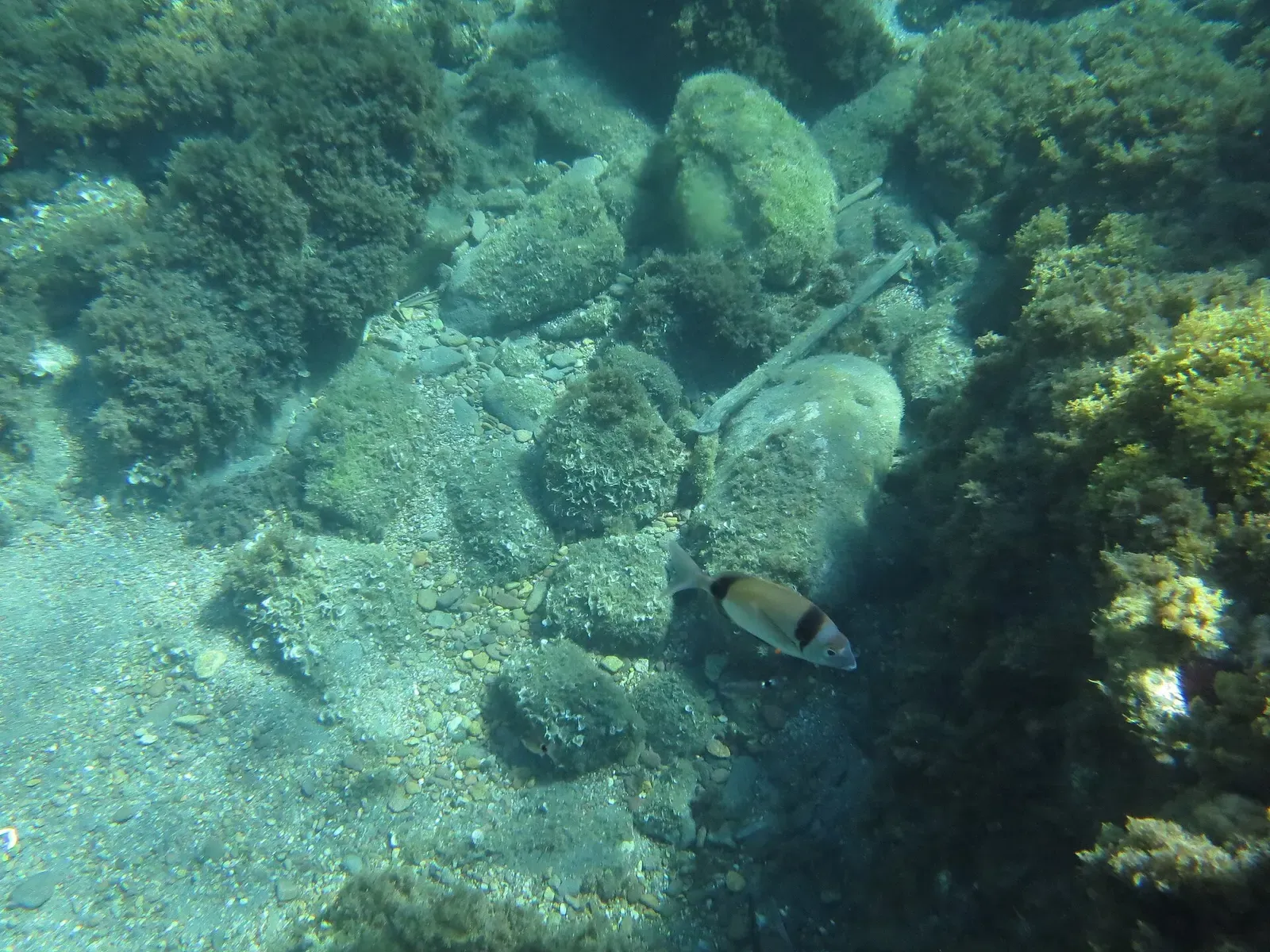 Rocky seabed with a striped fish swimming close to boulders and sand