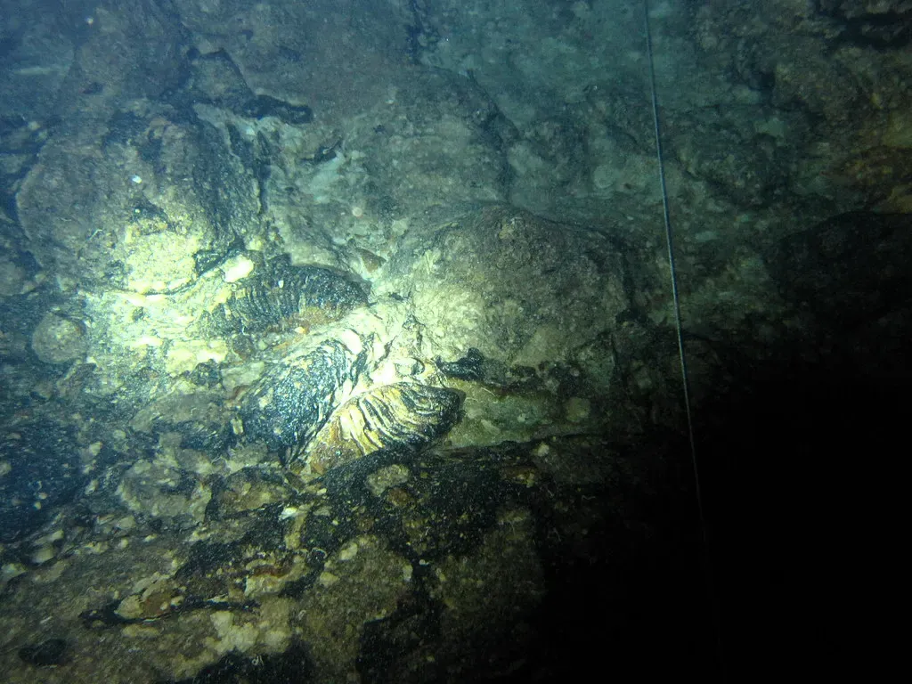 Fossilised dwarf elephant remains embedded in cave rock under a dive light — Crete