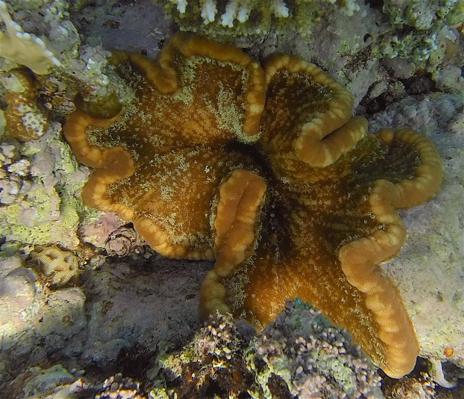 An adhesive anemone on a reef in Egypt's Red Sea — Dahab