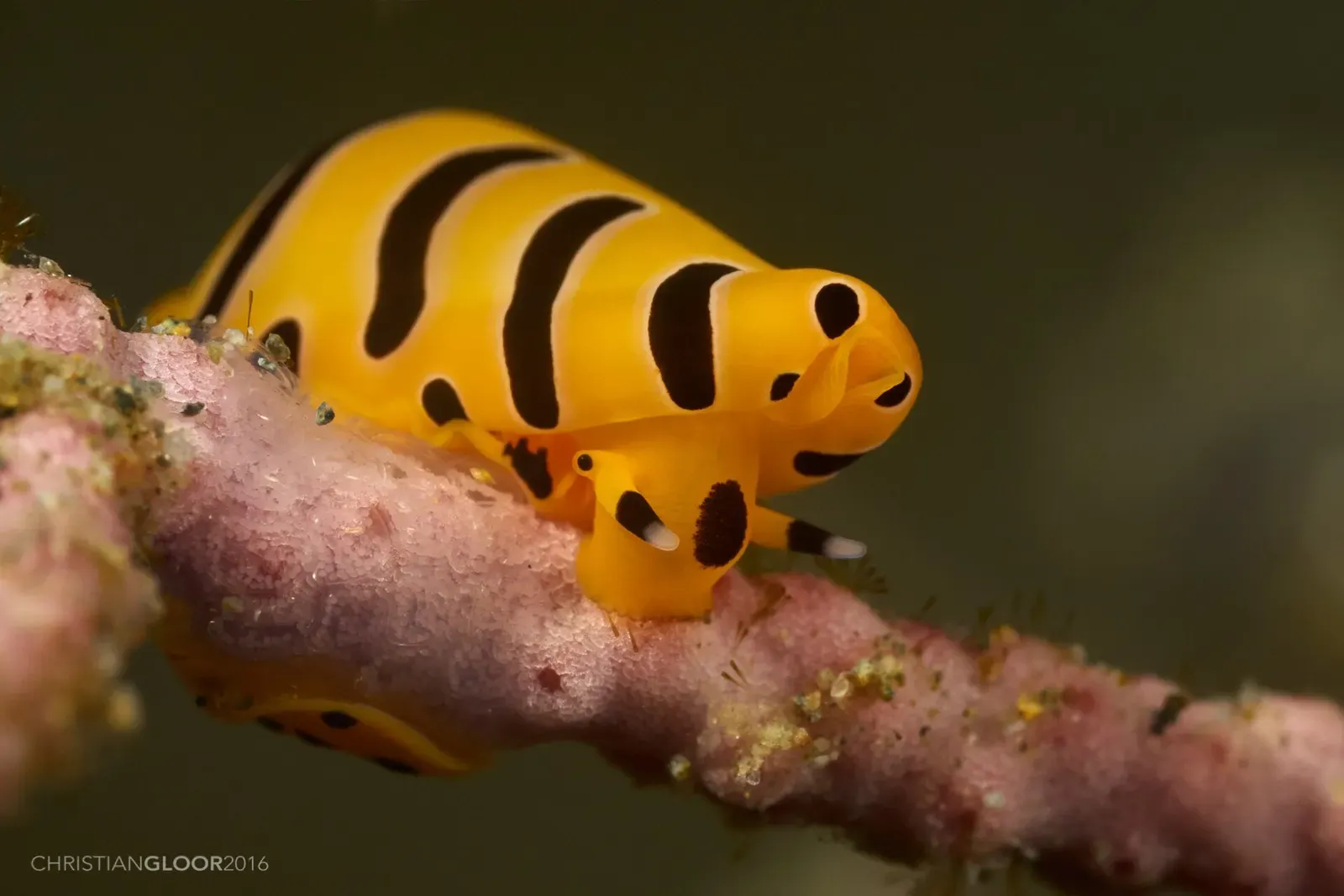 A bright yellow and black striped nudibranch crawling along a pink whip coral — Rhino City, Ambon.