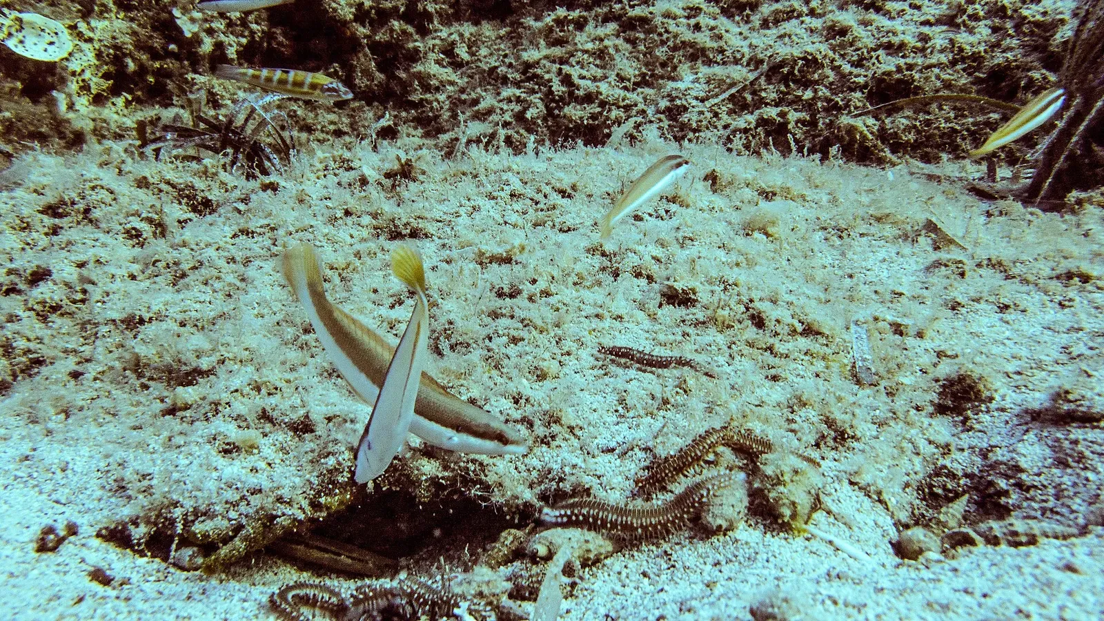 Small fish hover over a sandy seabed dotted with tube worms near Paros